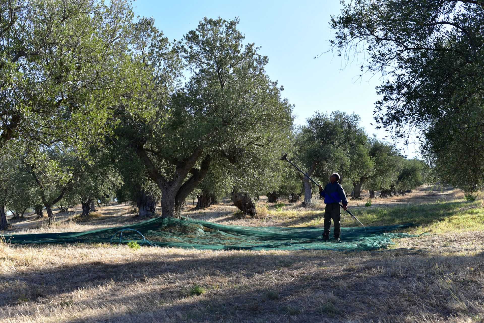 A worker harvests olives in an orchard, standing near a net spread underneath the trees.