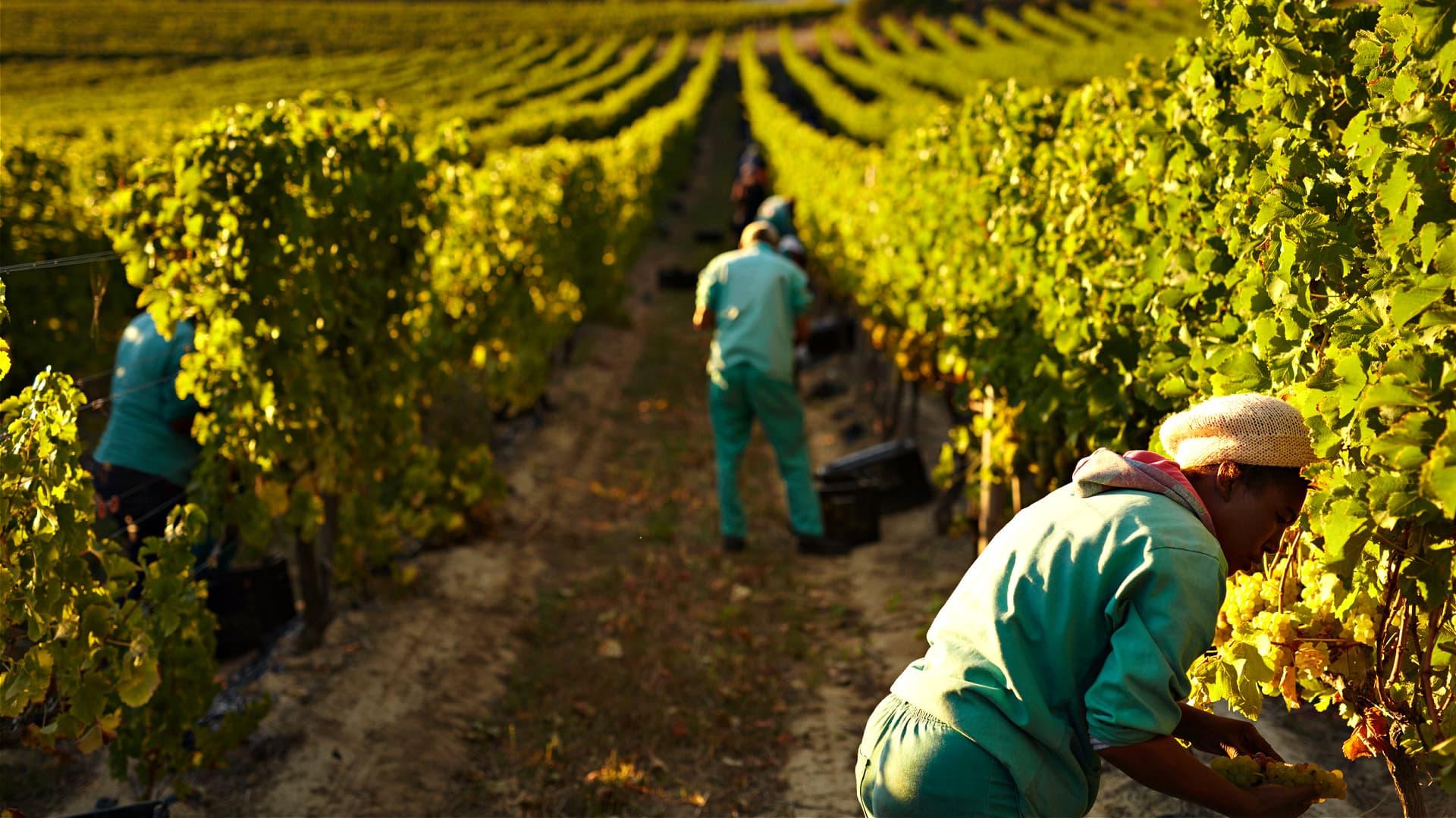 Global Agriculture Loses Billions of Working Hours to Heat, Study Says - Vimarsana News