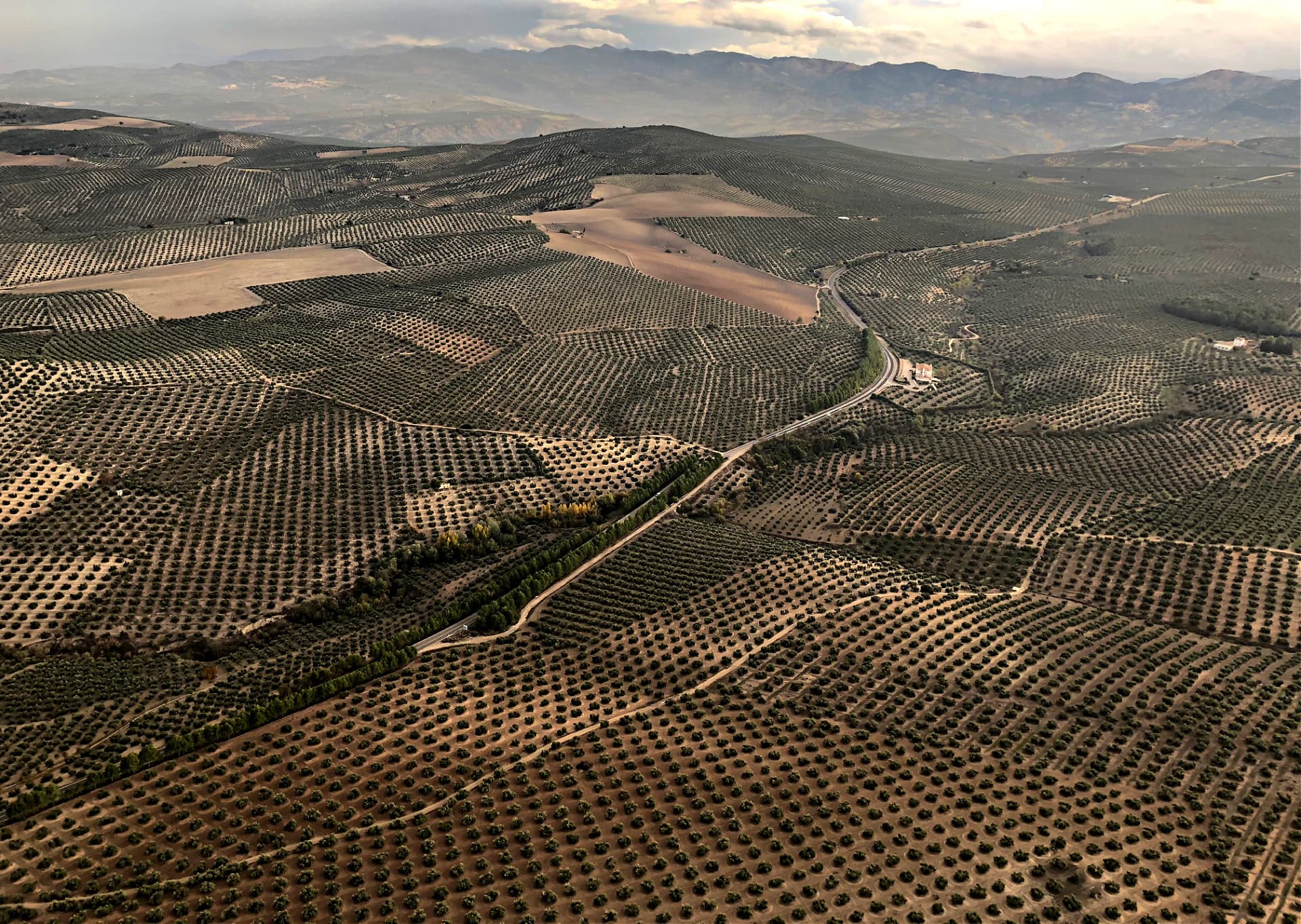 Jaén, Espagne (Photo : Hannah Howard pour Olive Oil Times)