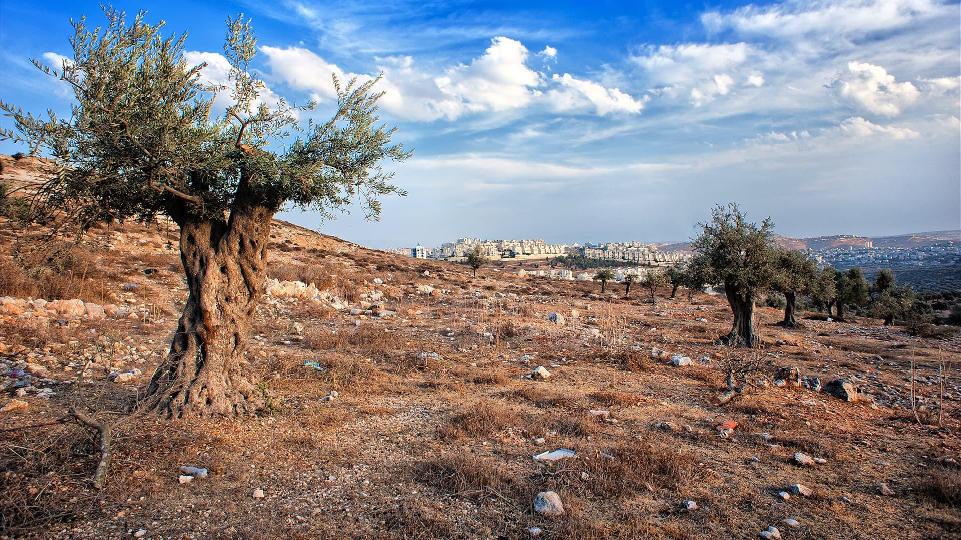 Les oliviers en Palestine