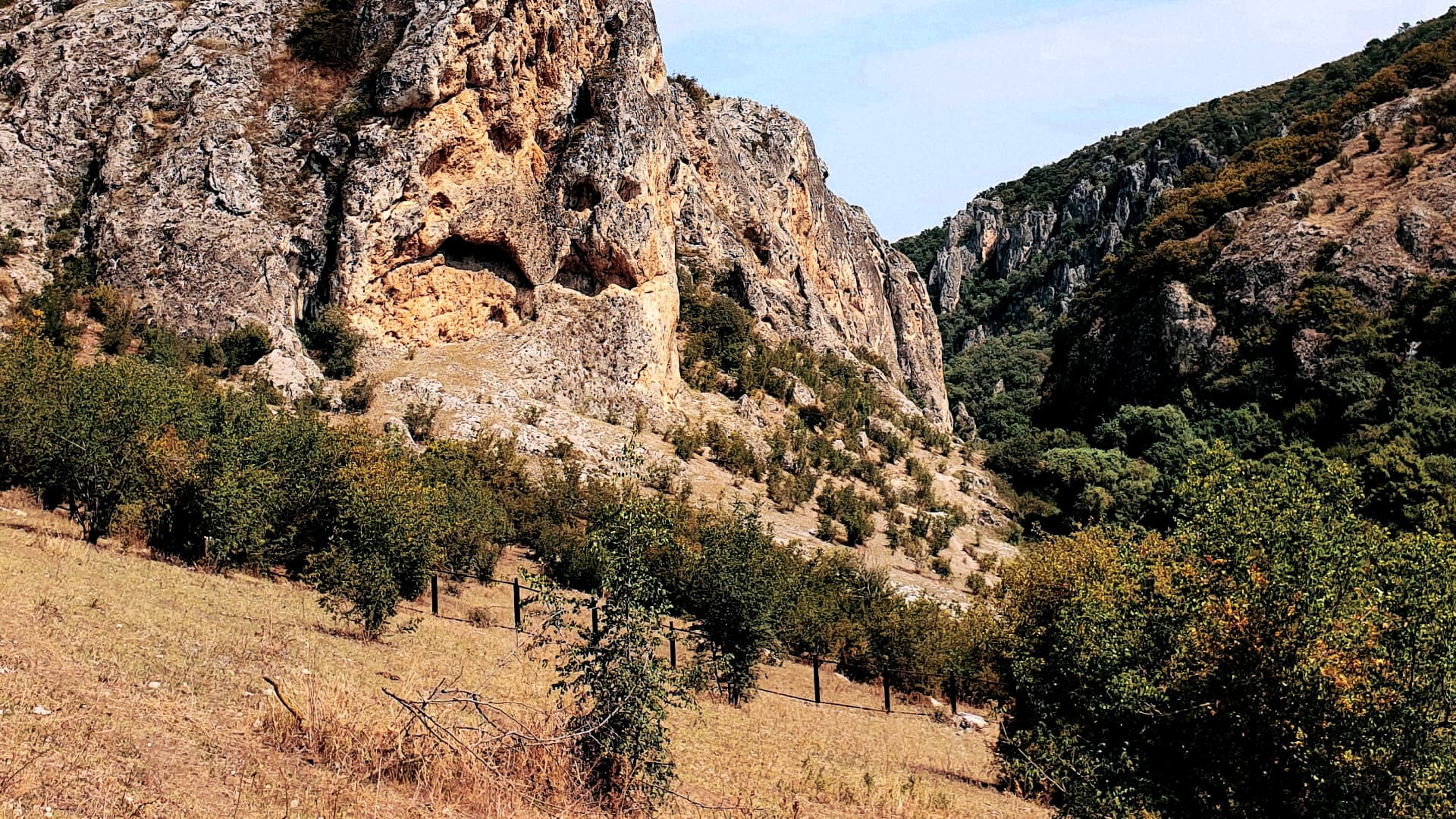 Olive Cultivation Is Expanding in Georgia - Vimarsana News