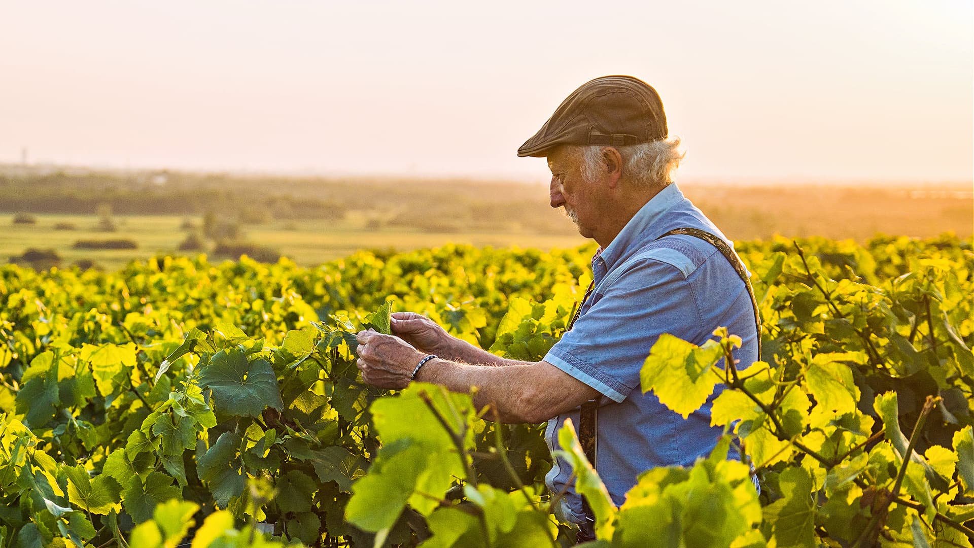 Study: Green MedDiet Can Slow Brain Atrophy Among Over-50s - Vimarsana News