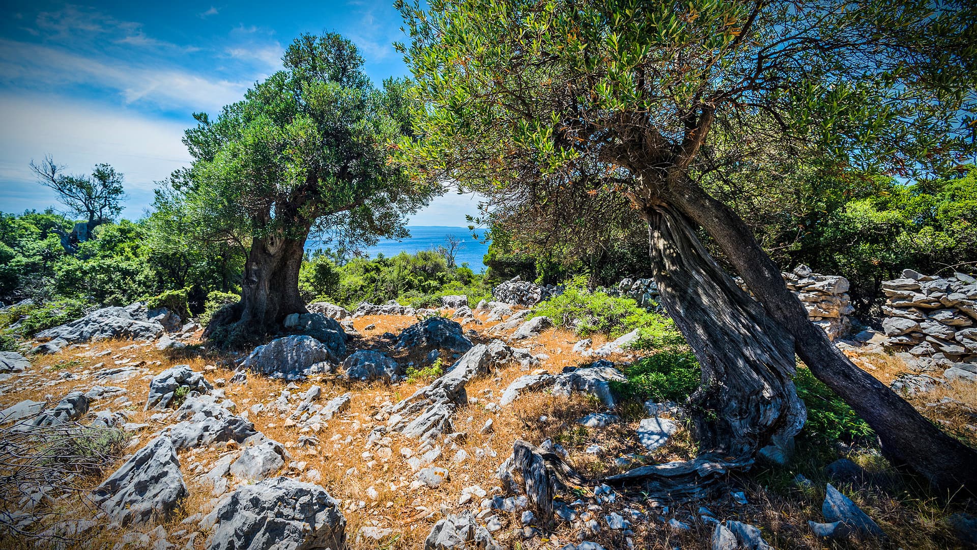 Schdlinge befallen Wildoliven auf kroatischer Insel, doch die Erzeuger  geben nicht auf | Olive Oil Times