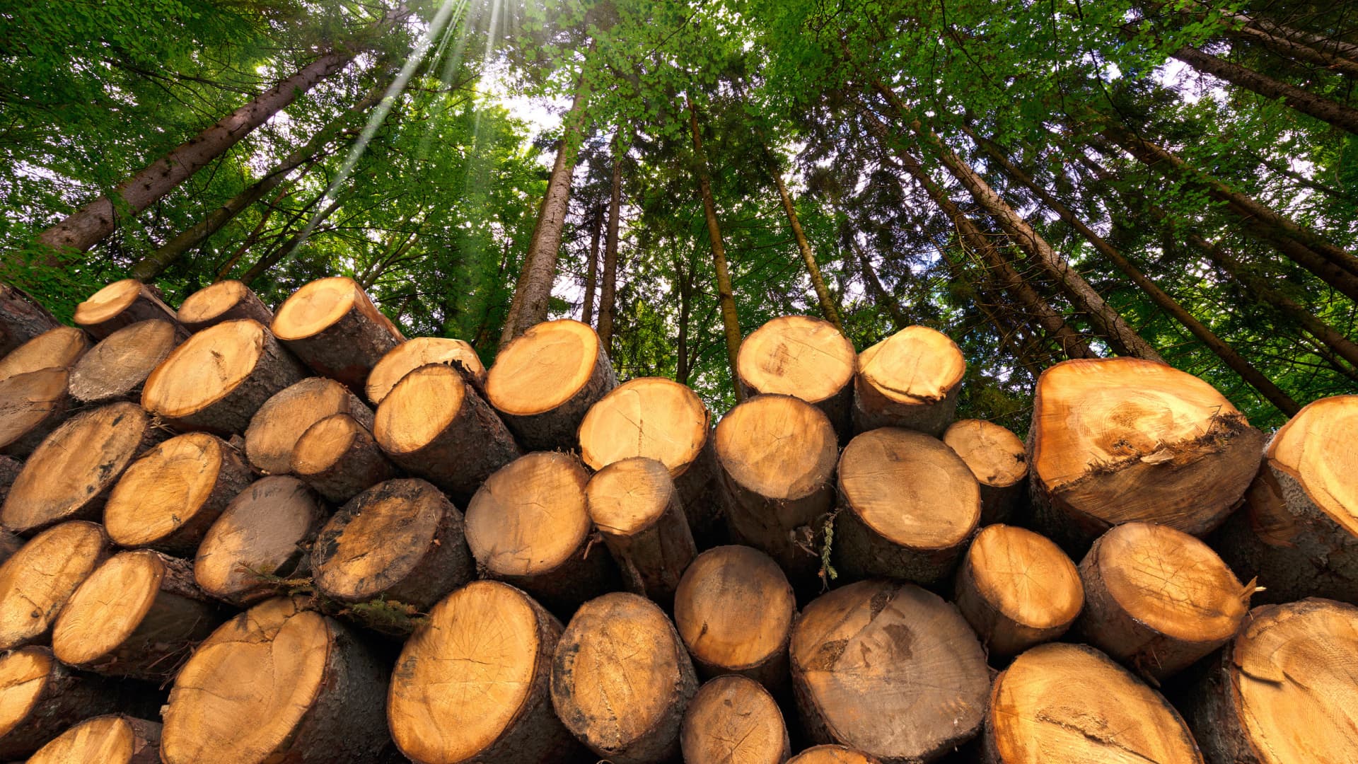 Burning Biomass in Europe Causes Deforestation in the U.S., Scientists Warn - Vimarsana News