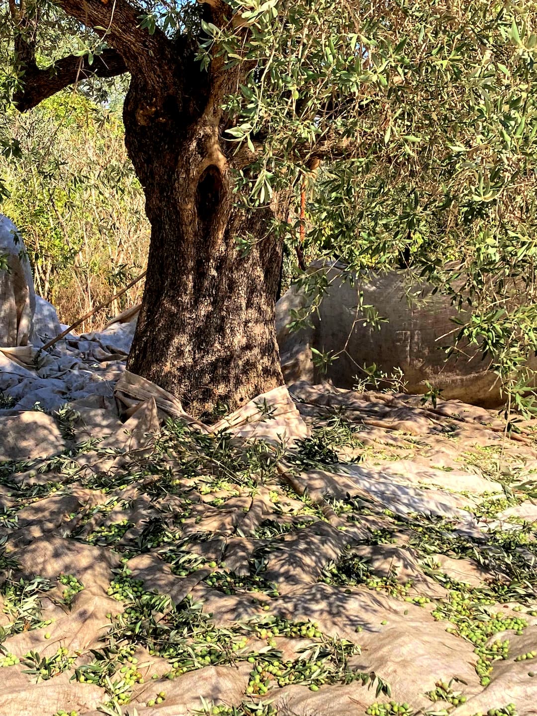 An olive tree stands surrounded by fallen leaves and nets on the ground.