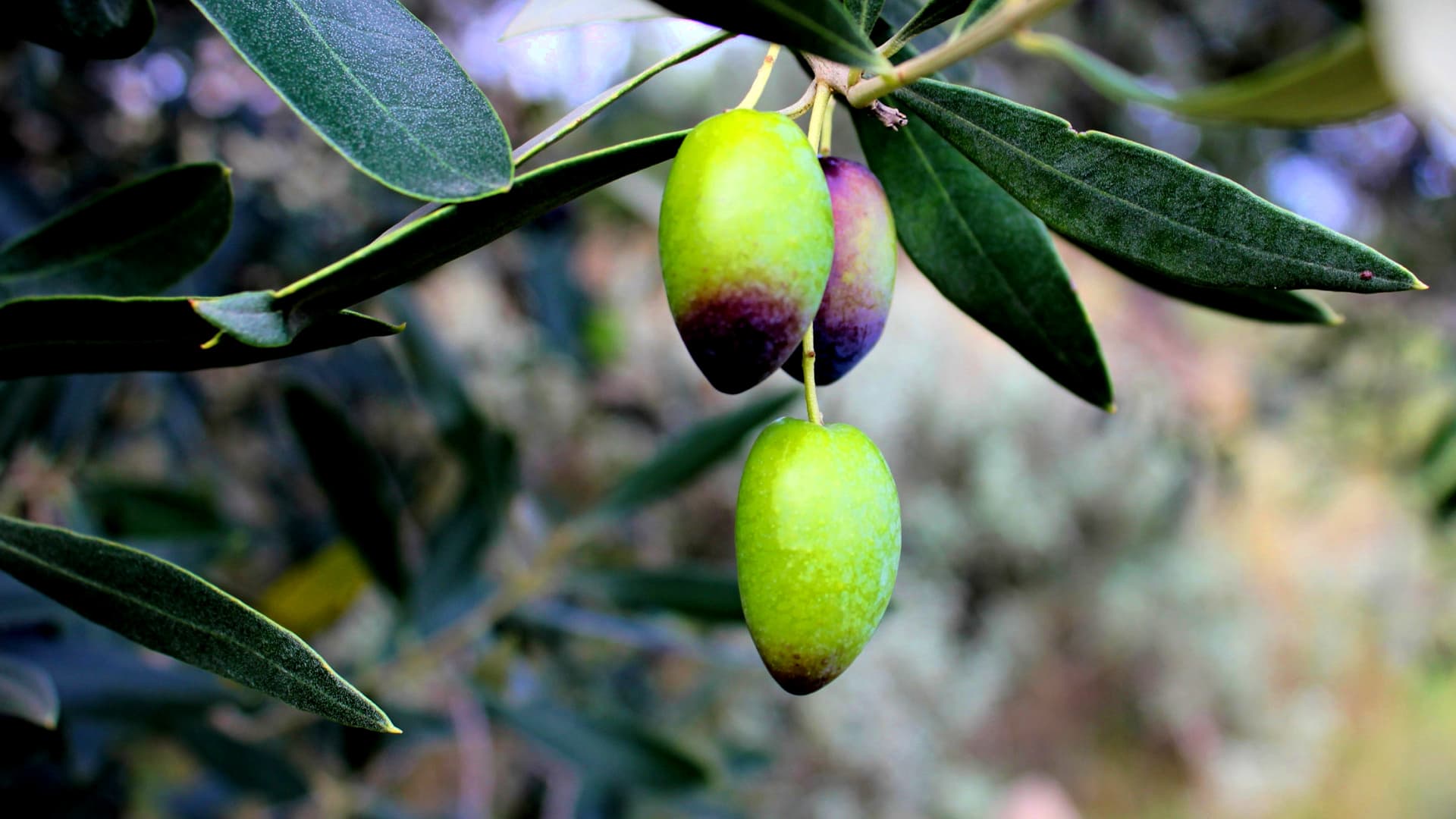 Greece Registers Four PDO and PGI Olive Oils as Intellectual Property - Vimarsana News