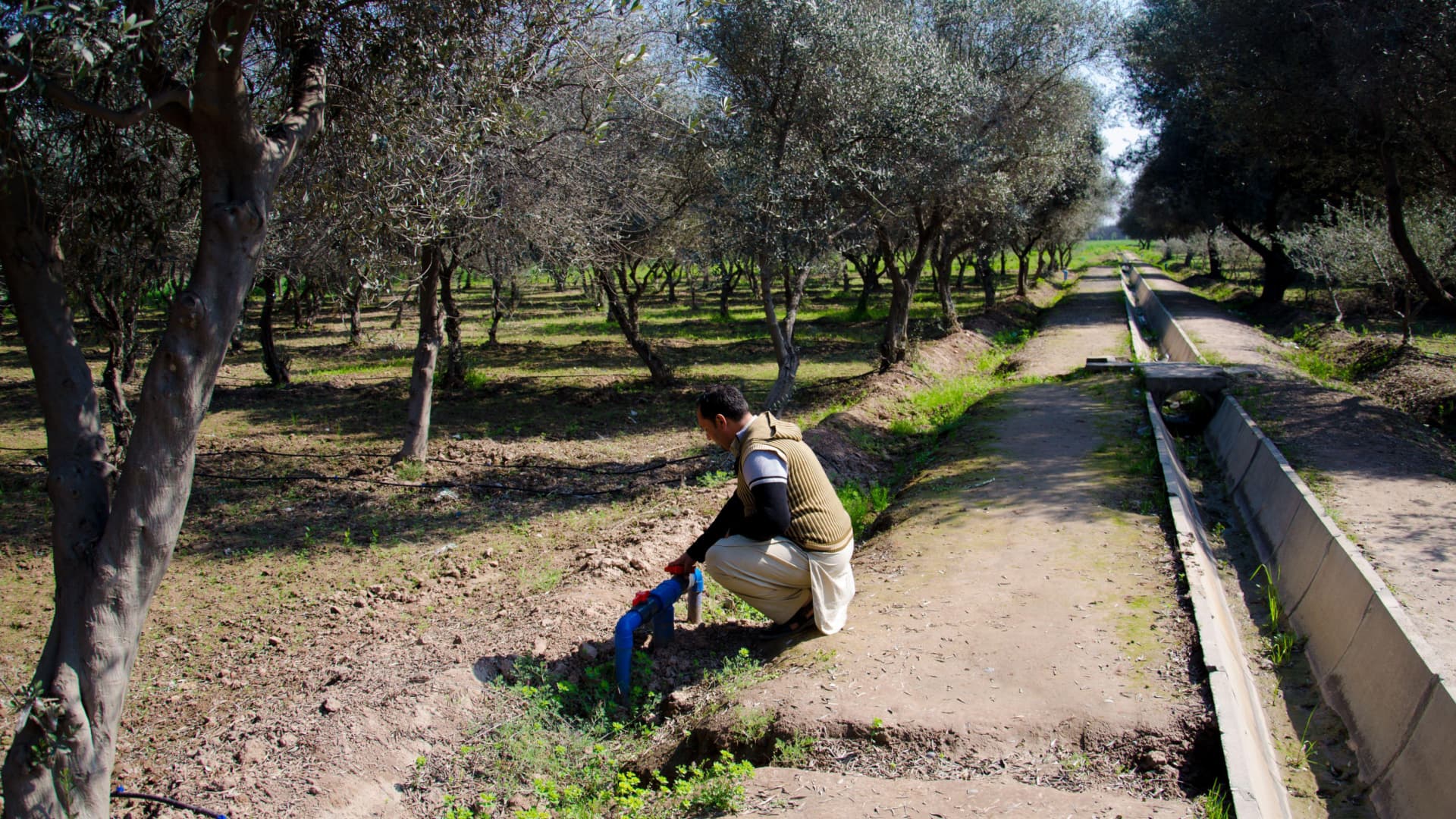 Pakistan Set to Become Olive Council Member - Vimarsana News