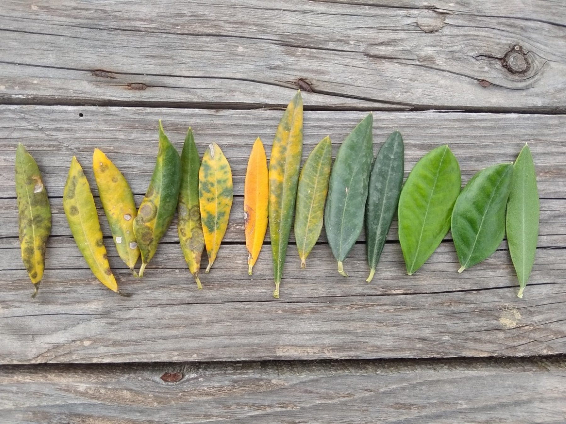 Croatian Farmers Turn to Foliar Analysis to Improve Yields and Quality - Vimarsana News
