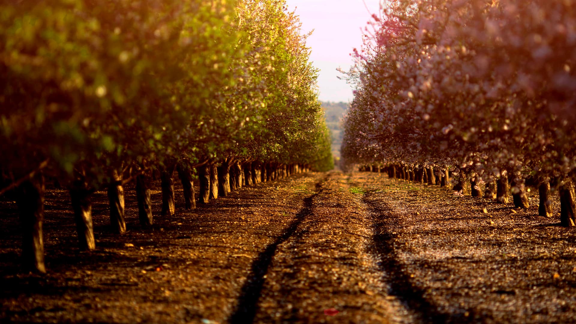 Authorities Destroy Almond Tree Infected With Xylella in Central Italy - Vimarsana News