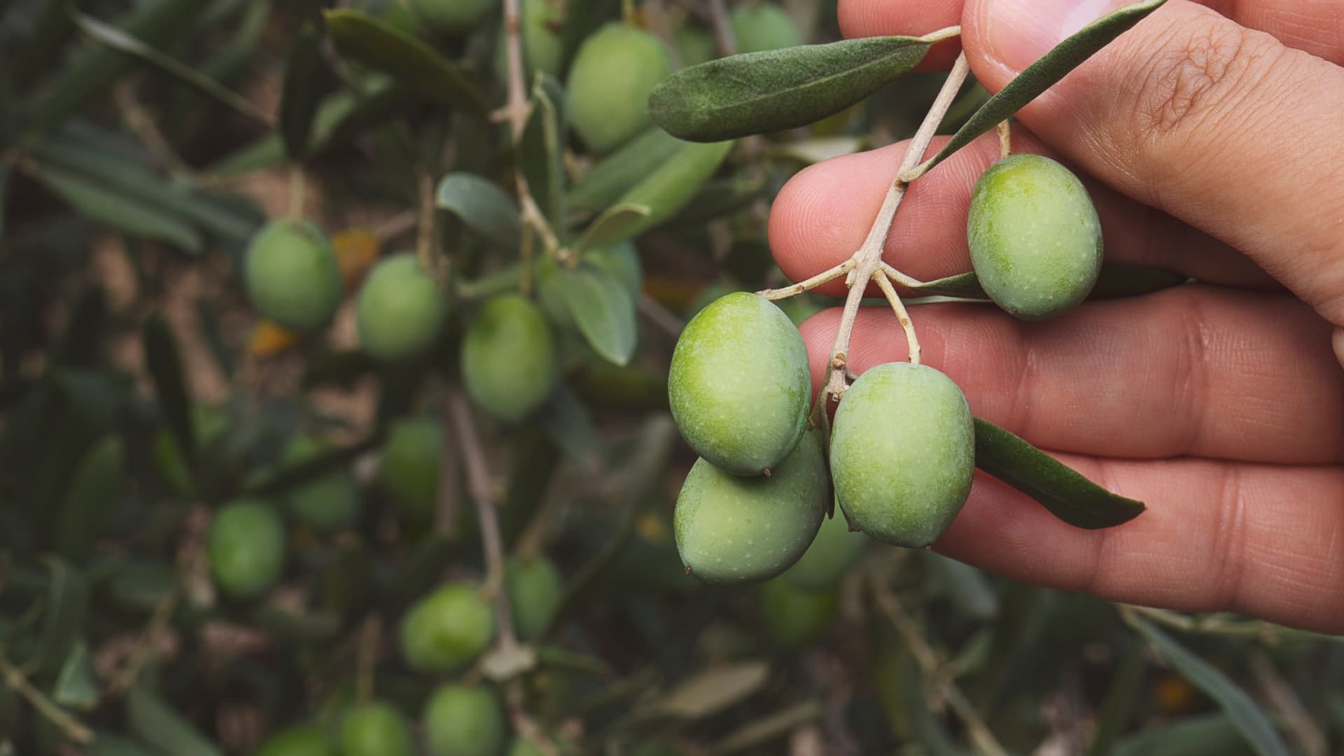 Italian Olive Farmers Have Until End of March to Claim New Funds - Vimarsana News