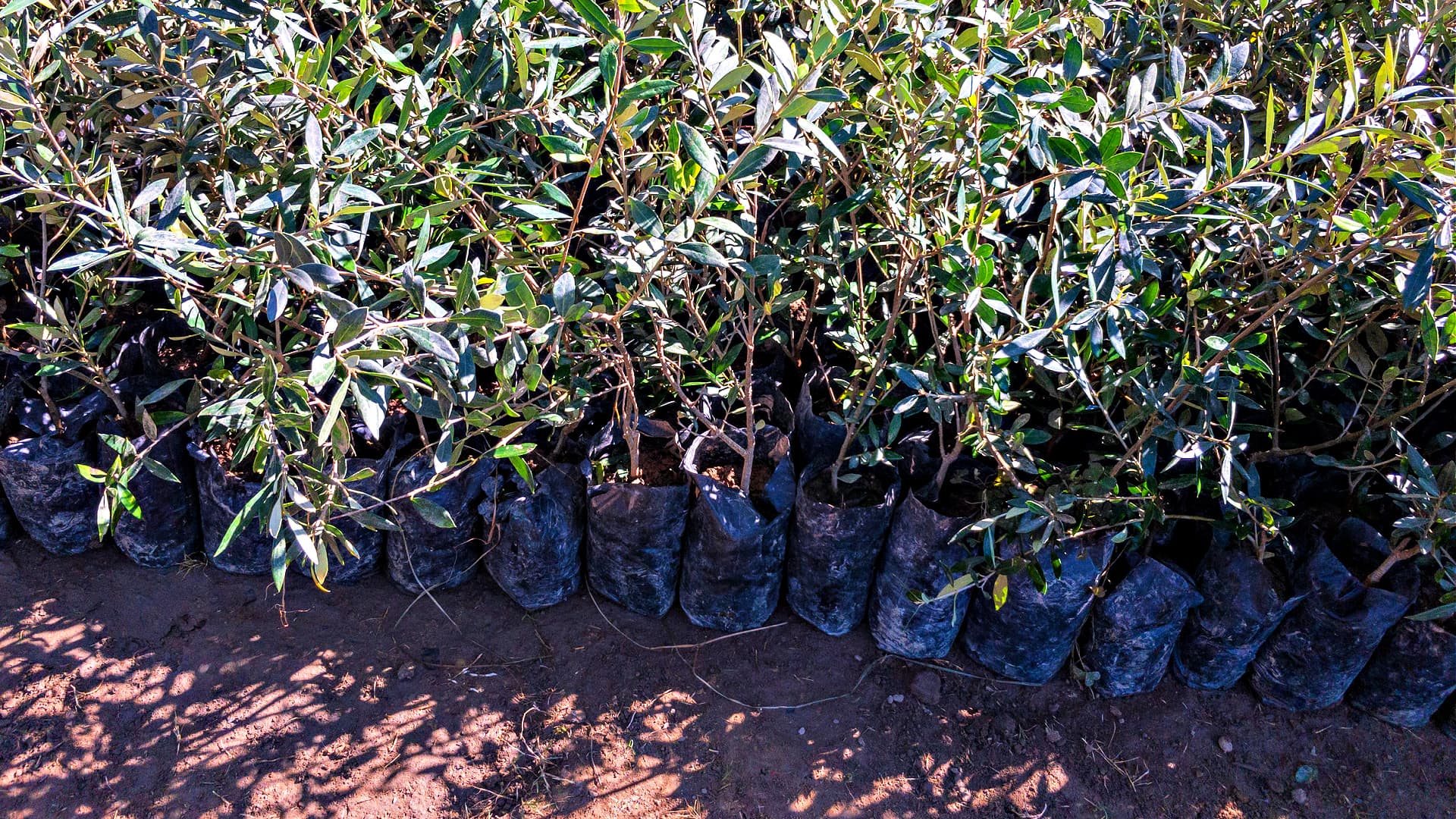 Olive Farmers in Pakistan Seek Government Assistance to Scale Production - Vimarsana News