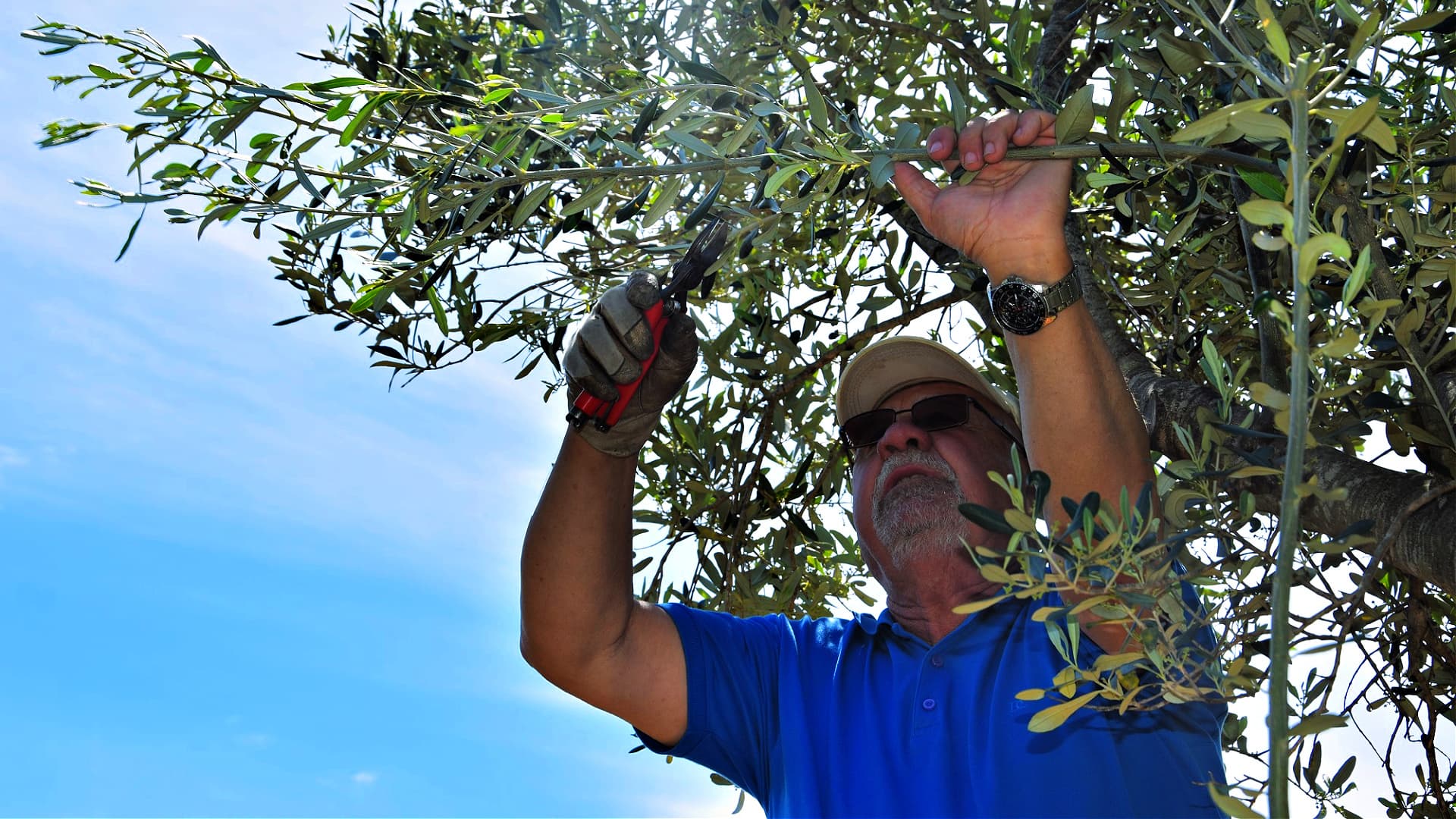 A Croatian Agronomist's Guide to Olive Tree Pruning - Vimarsana News
