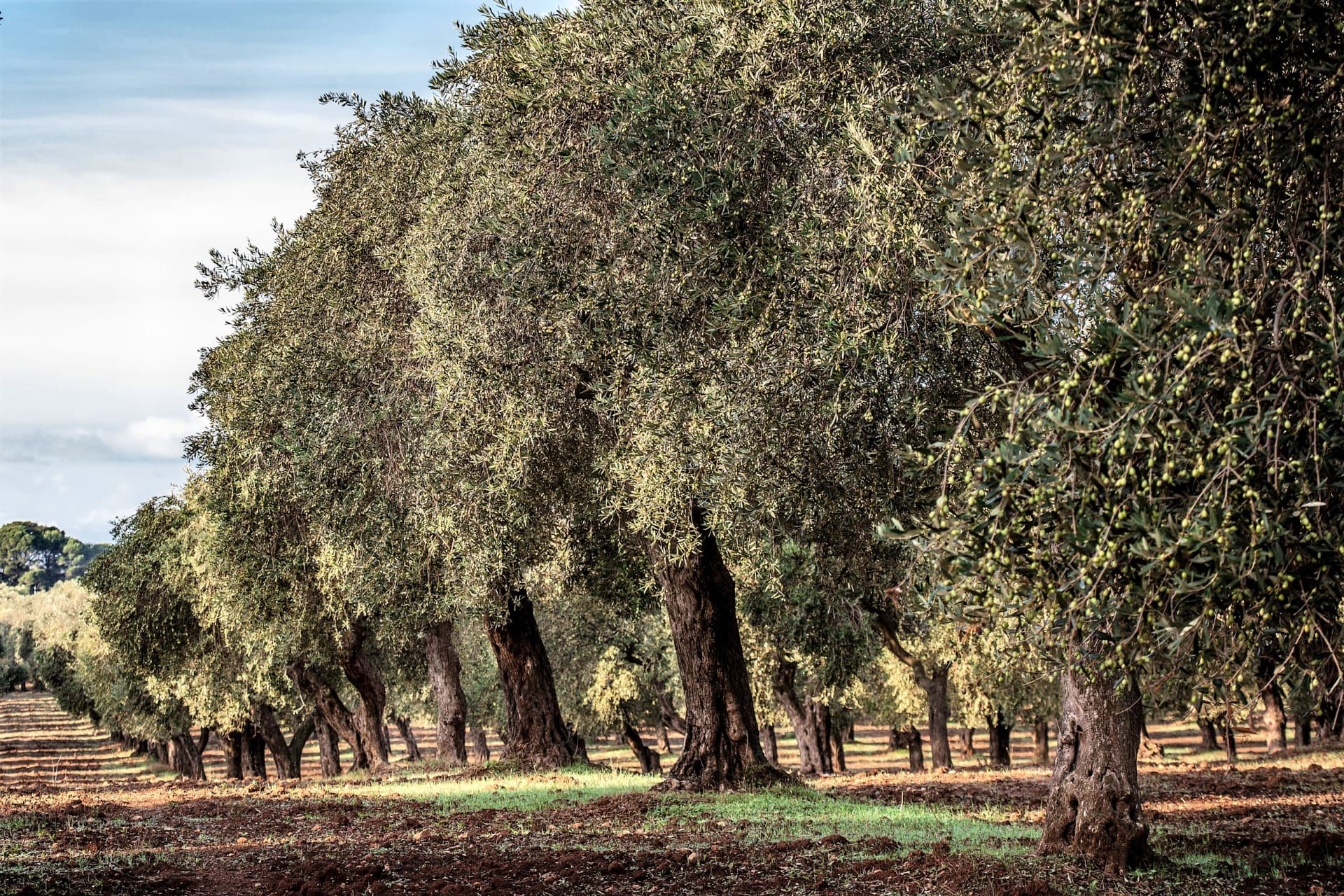 Gli oliveti tradizionali di San Giuliano