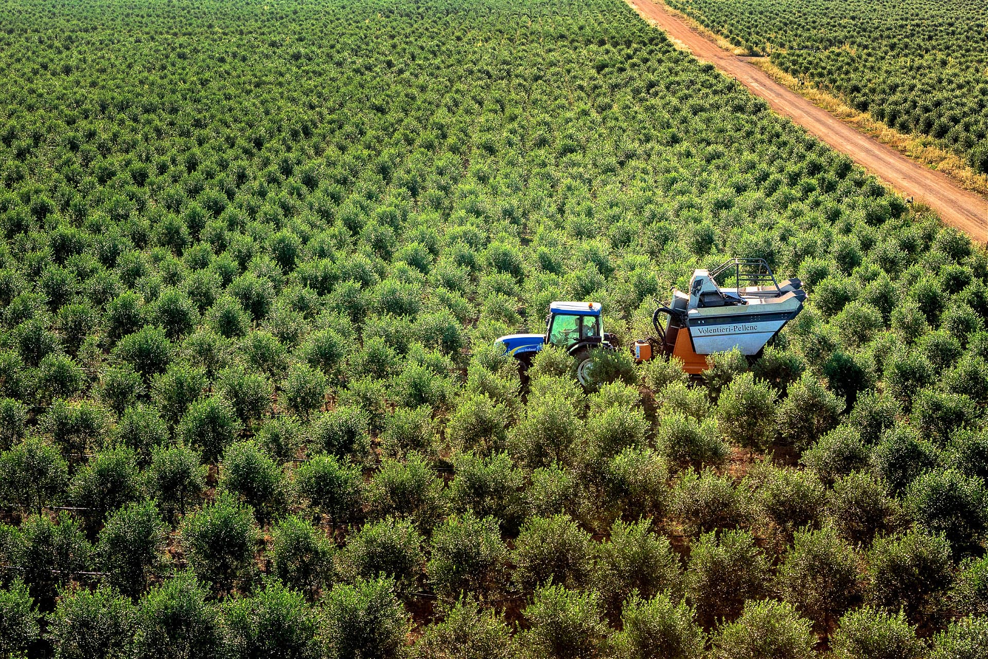 La raccolta delle olive negli oliveti ad altissima densità di San Giuliano