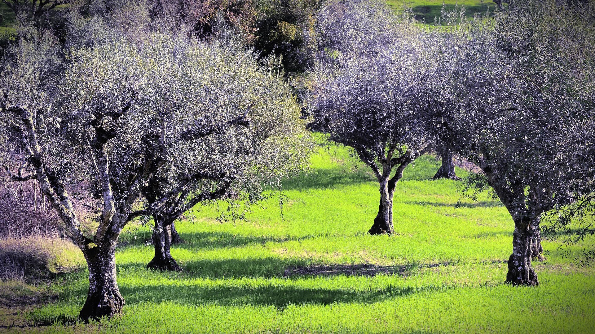 Record Yields for Portugal in the 2021/22 Crop Year - Vimarsana News