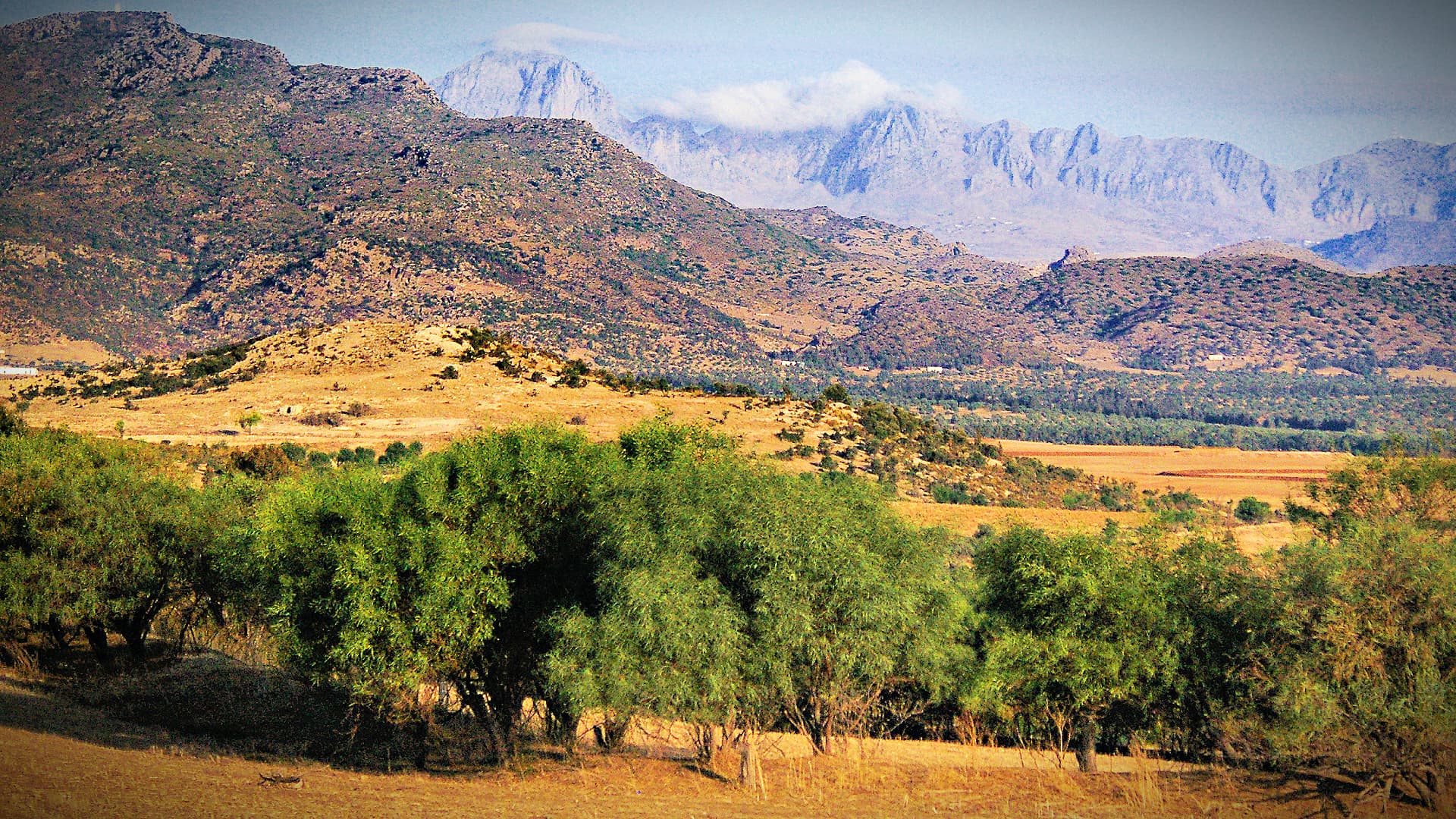 Report: Climate Change Will Dramatically Reduce Tunisian Olive Oil Production - Vimarsana News
