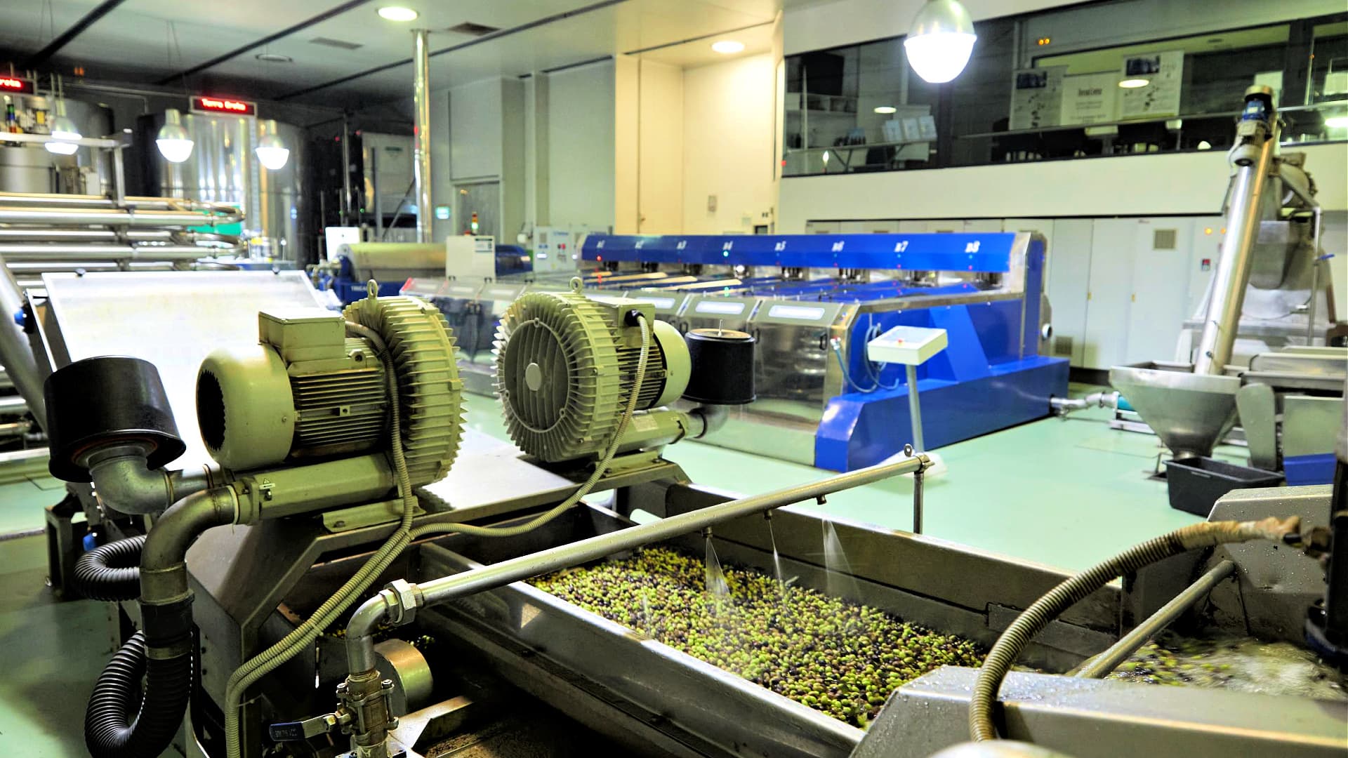 Olive processing machinery in a factory, with conveyor belts and various equipment visible.