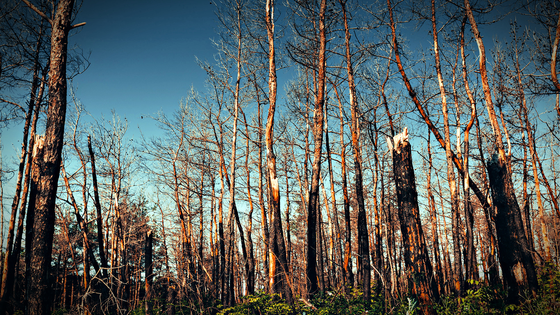Heat, Drought Causing Forest Die-Offs Globally - Vimarsana News