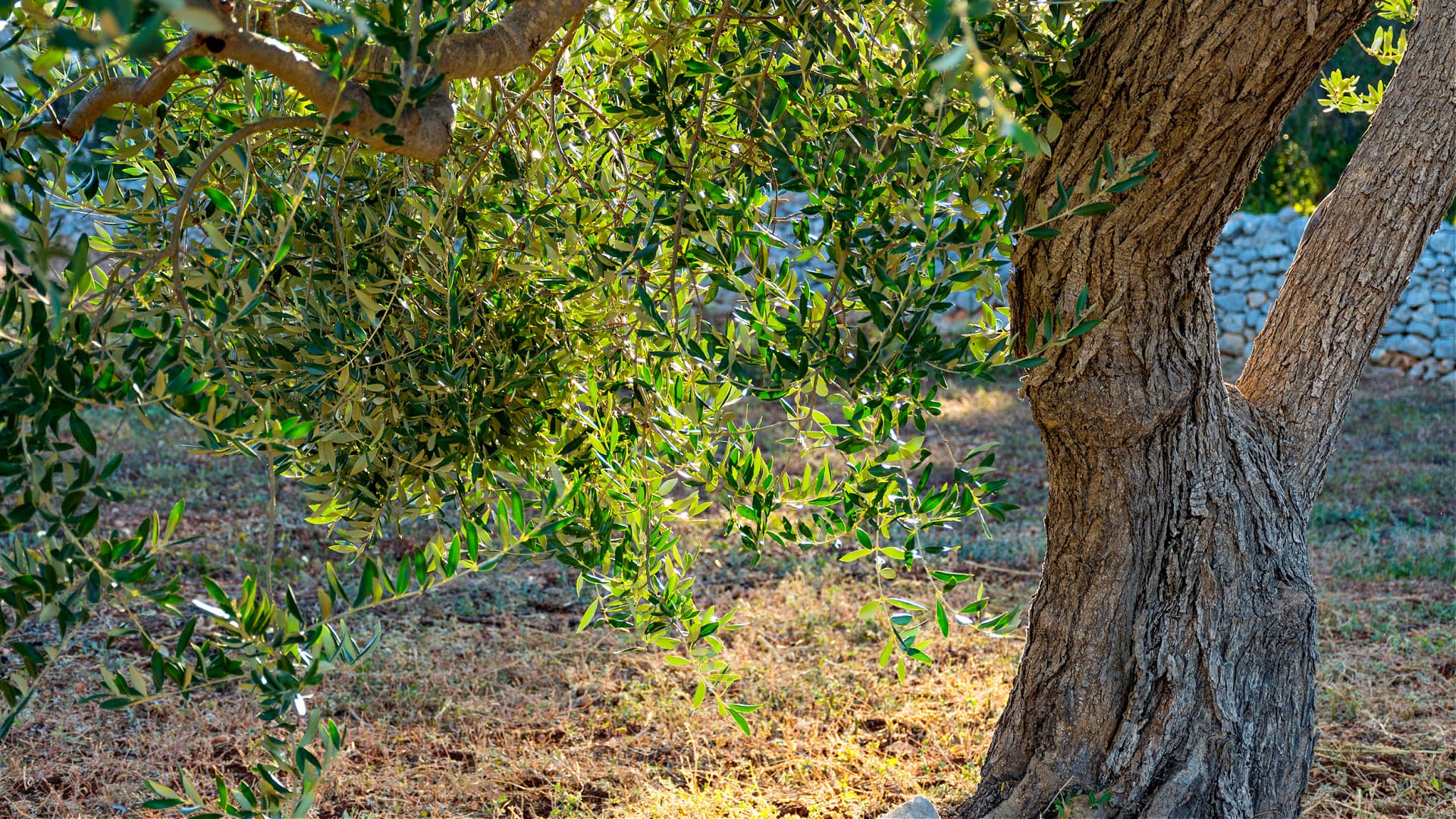 Authorities in Italy Envision a Post-Xylella Puglia - Vimarsana News