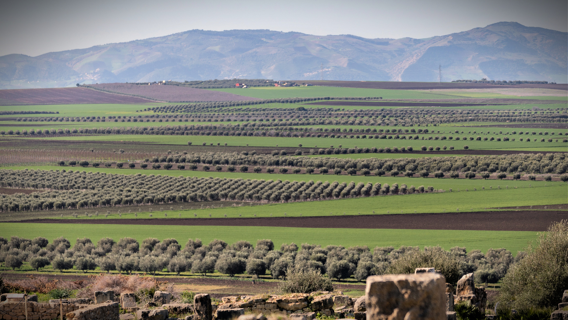 Moroccan Producers Anticipate Near-Record Harvest - Vimarsana News