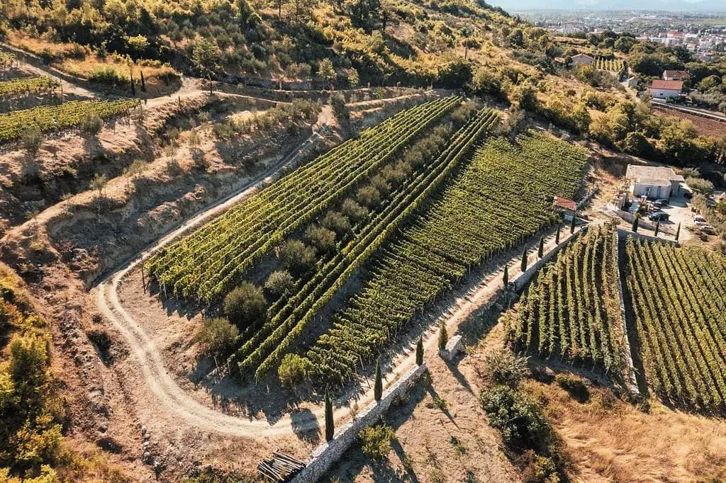 Aerial view of lush vineyards on a hillside with winding paths and distant cityscape in the background.