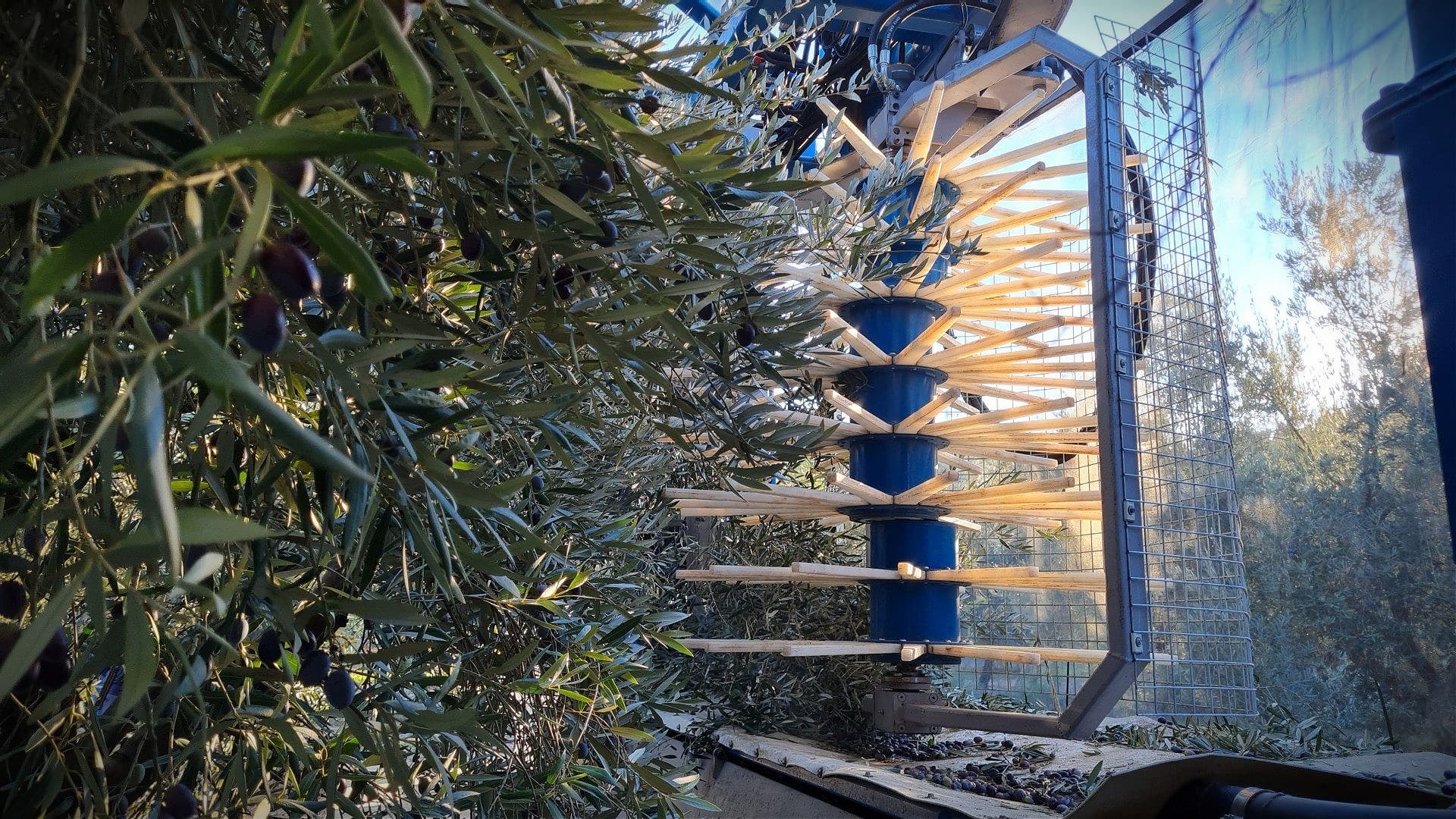 Researchers Unveil the Latest Technologies to Help Harvest and Produce Olive Oil - Vimarsana News