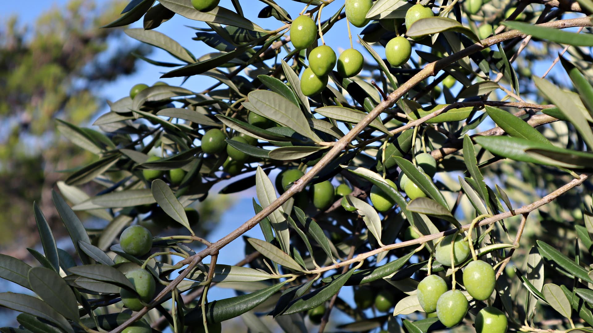 As Pesticide Bans Loom, Croatian Agronomists Advise Other Methods to Stop the Olive Fly - Vimarsana News