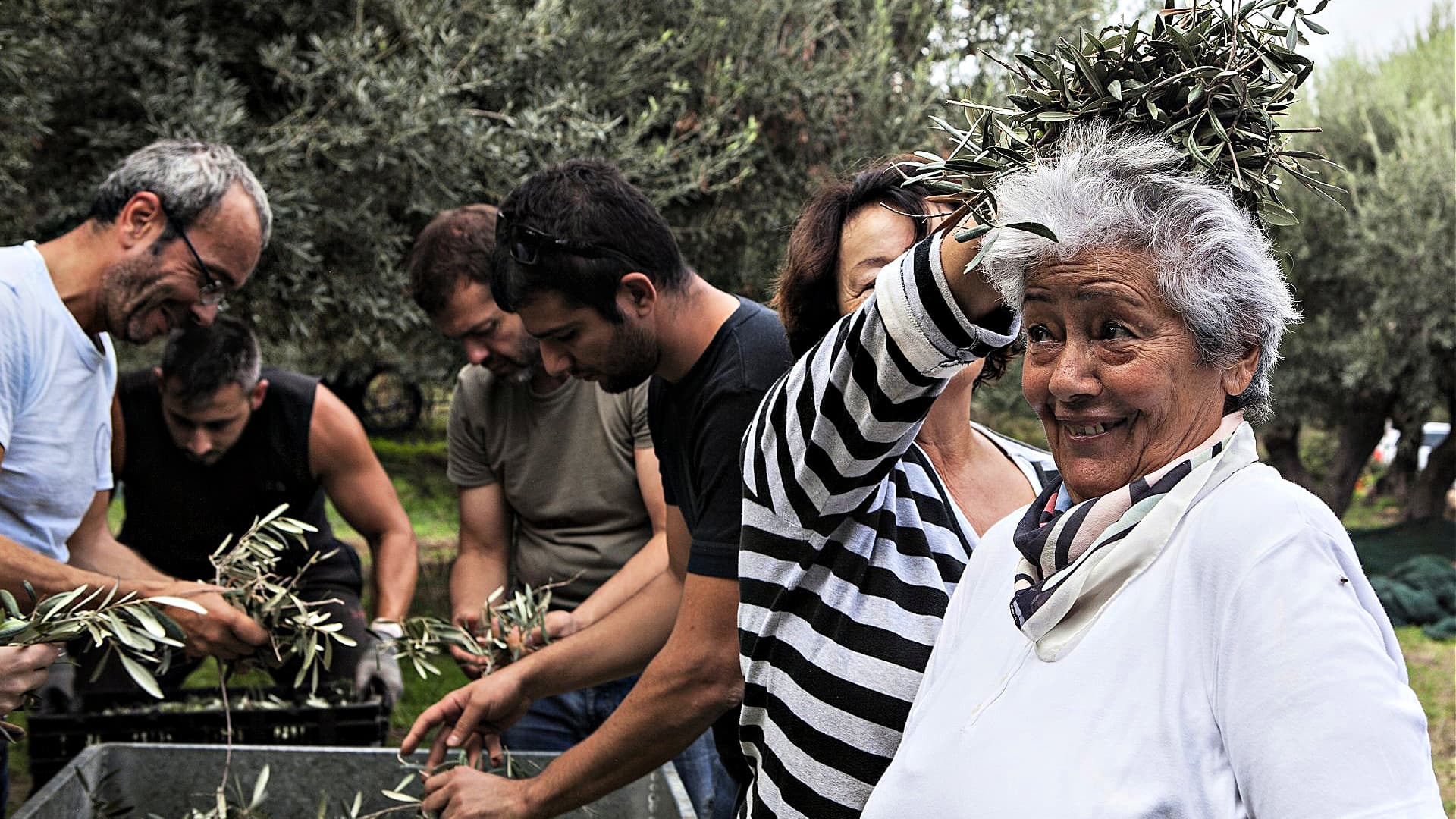 Selecting fruits for Efkrato ‘s award-winning Tsounati monovarietal