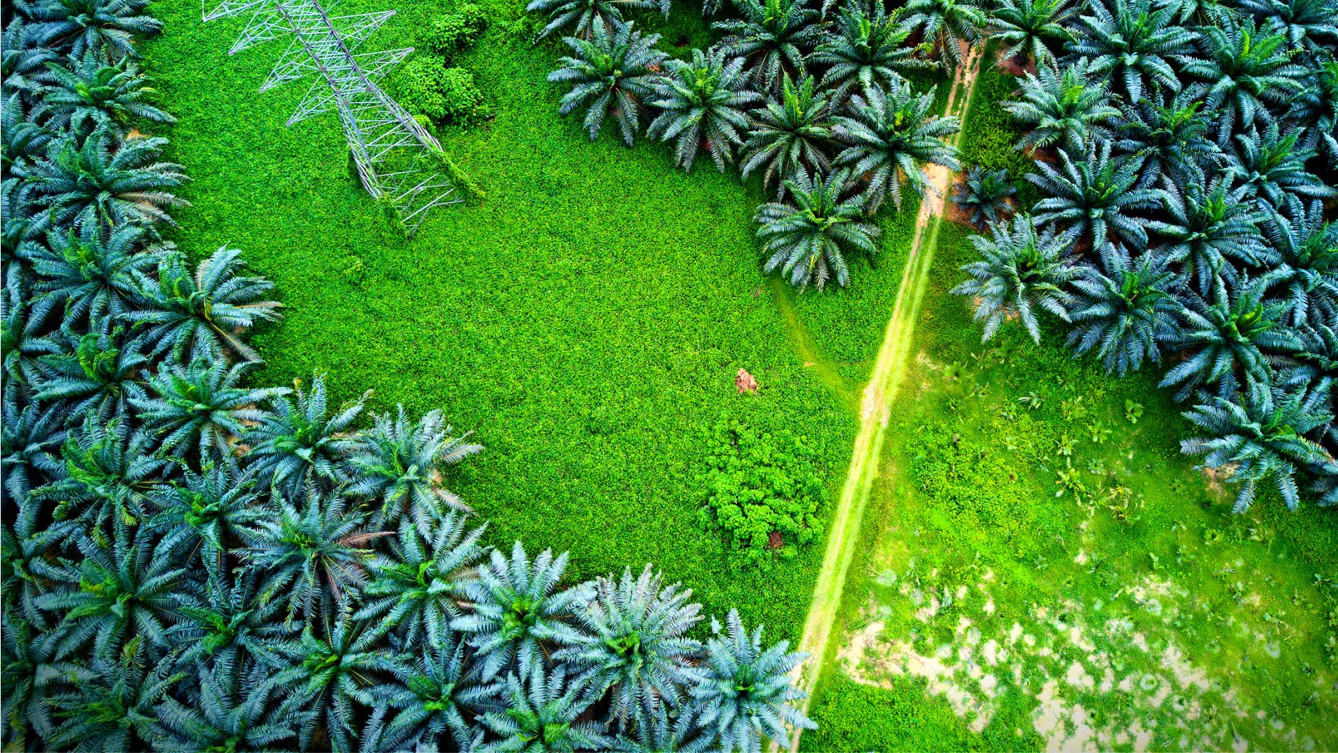 Indonesia Lifts Controversial Palm Oil Export Ban - Vimarsana News