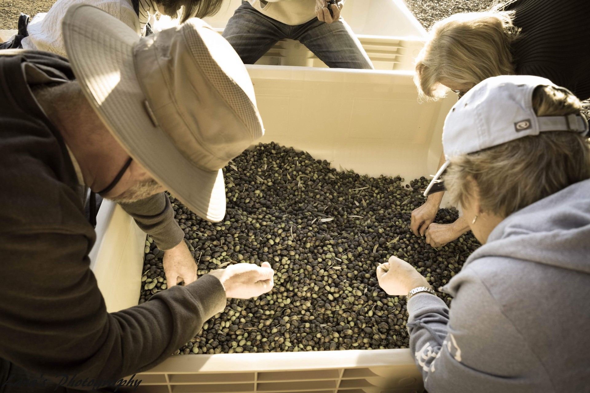 Sorting olives at Azul Rancho y Oro.