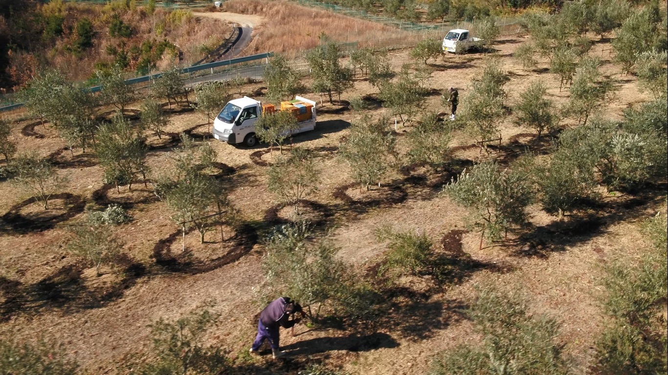 Fertilizing the olive trees is part of Agri-Olive Shodoshima’s circular economy.