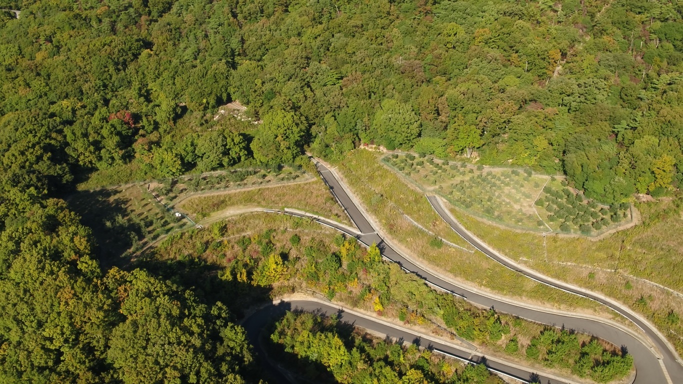 Aerial view of a winding road through lush green trees and cultivated fields.