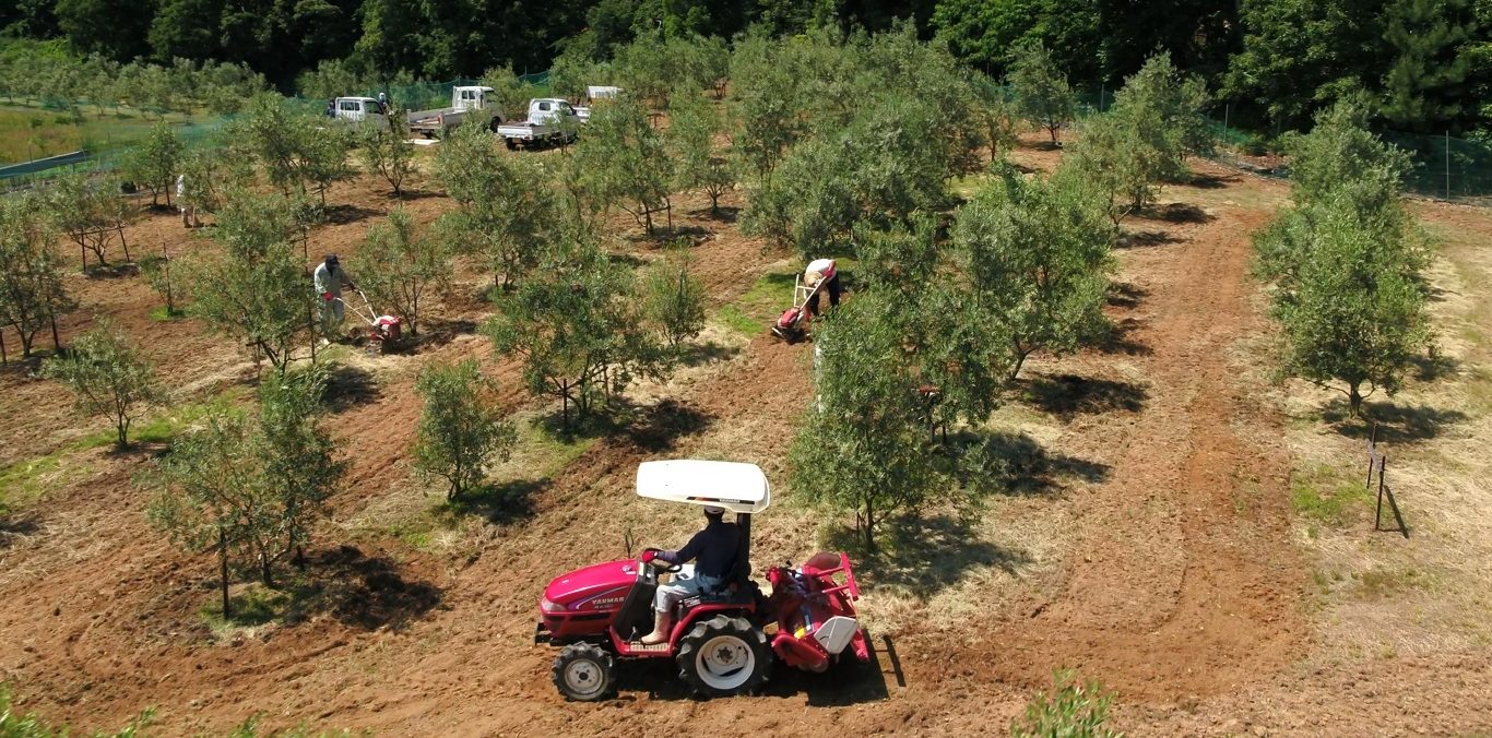 Ploughing the olive trees on Shodoshima