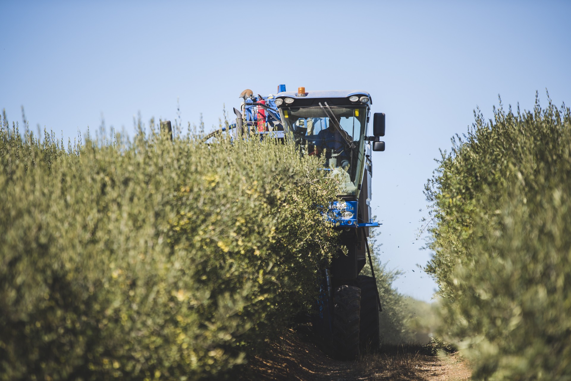 Foto: Agrícola Pobeña