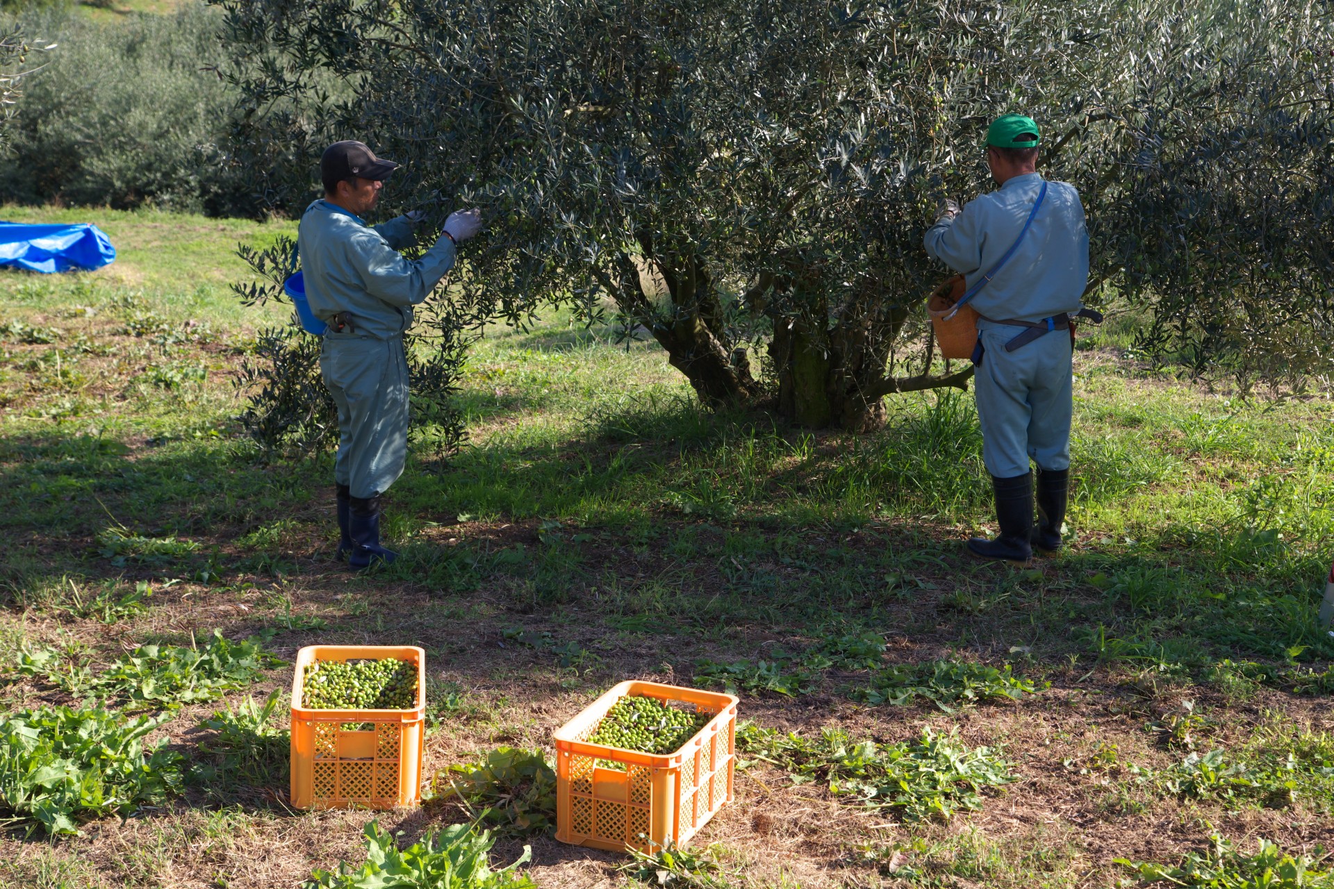 Photo: Nippon Olive Company
