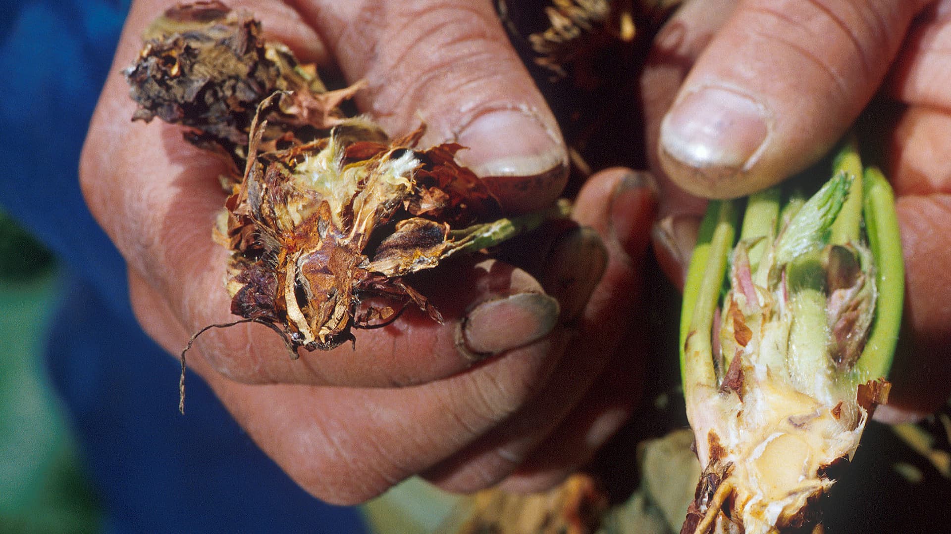 Researchers Identify Compounds to Stem the Spread of Verticillium Wilt - Vimarsana News