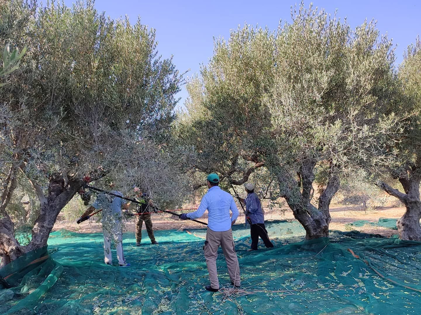 Award Winners in Greece Discuss a Feverish Season Before a Bountiful Harvest - Vimarsana News