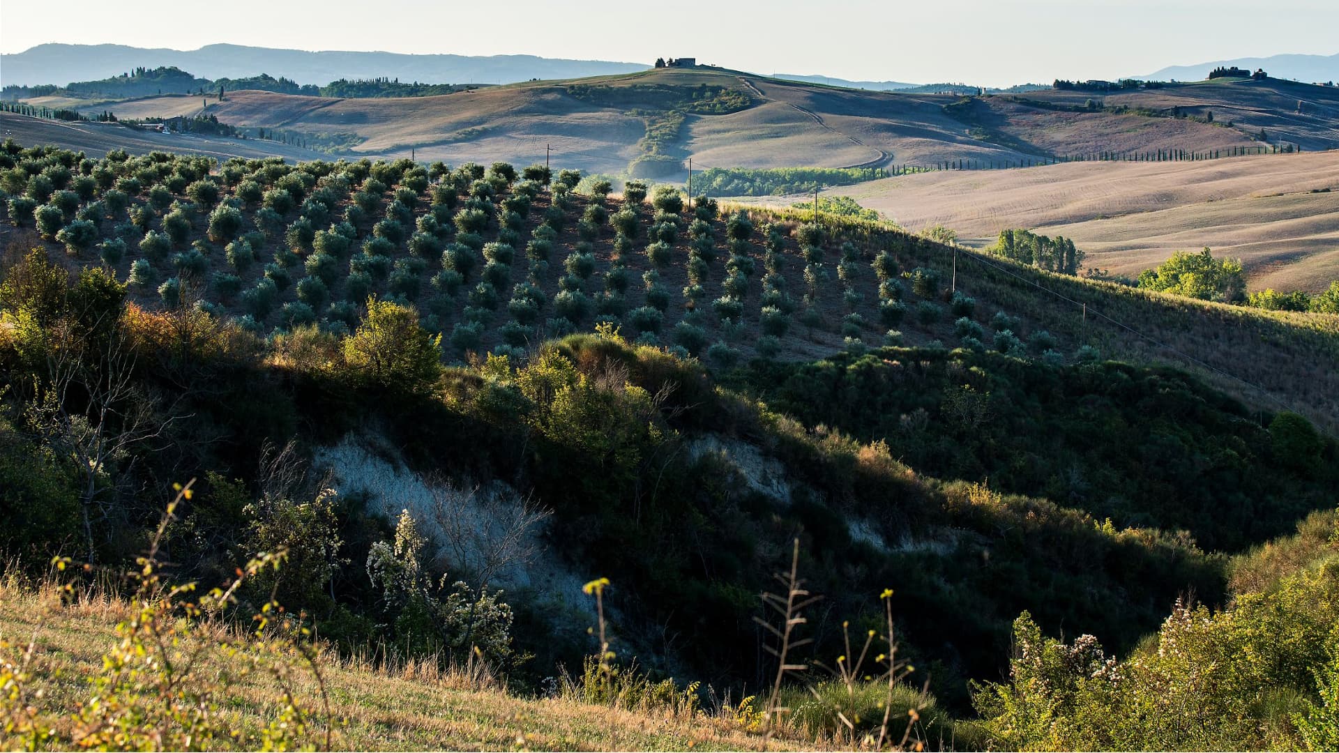 Report: Mediterranean Agricultural Biodiversity at Risk - Vimarsana News