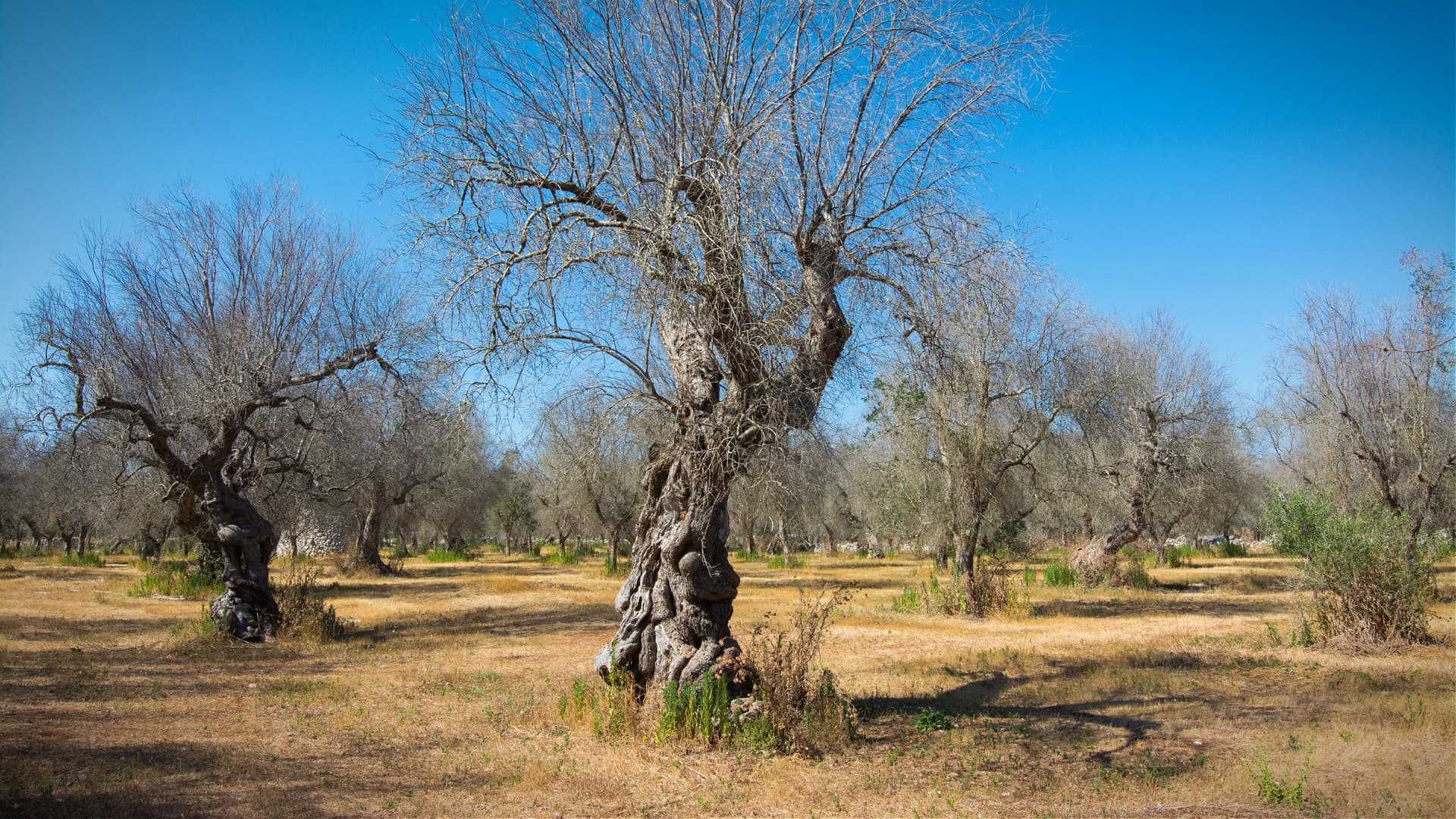 New Financial Aid for Apulian Millers Crippled by Xylella Fastidiosa - Vimarsana News