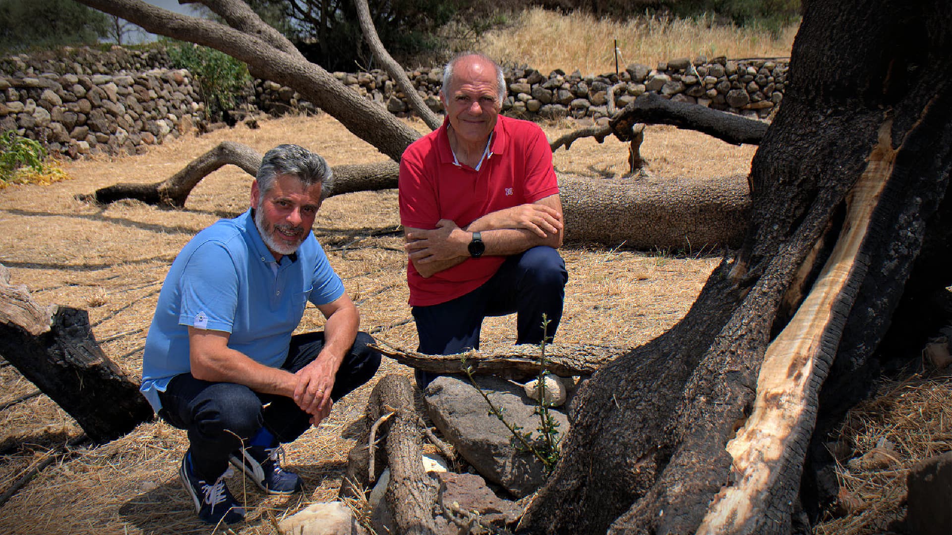 Signs of Life from Millenary Olive Tree Burned in Sardinian Wildfires - Vimarsana News