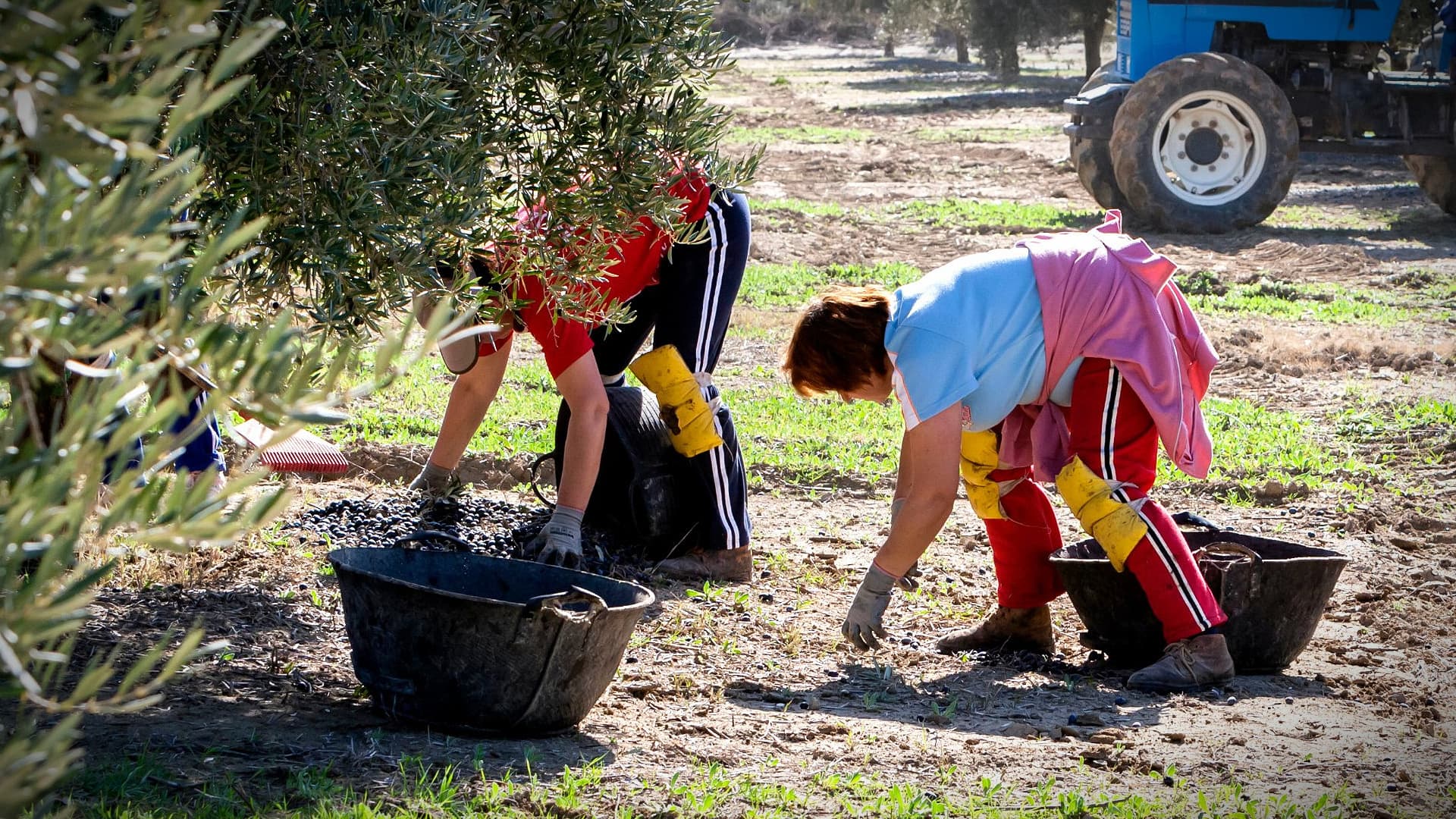 Agricultural Incomes Rise in Andalusia, Boosted by Resurgent Olive Oil Sector - Vimarsana News