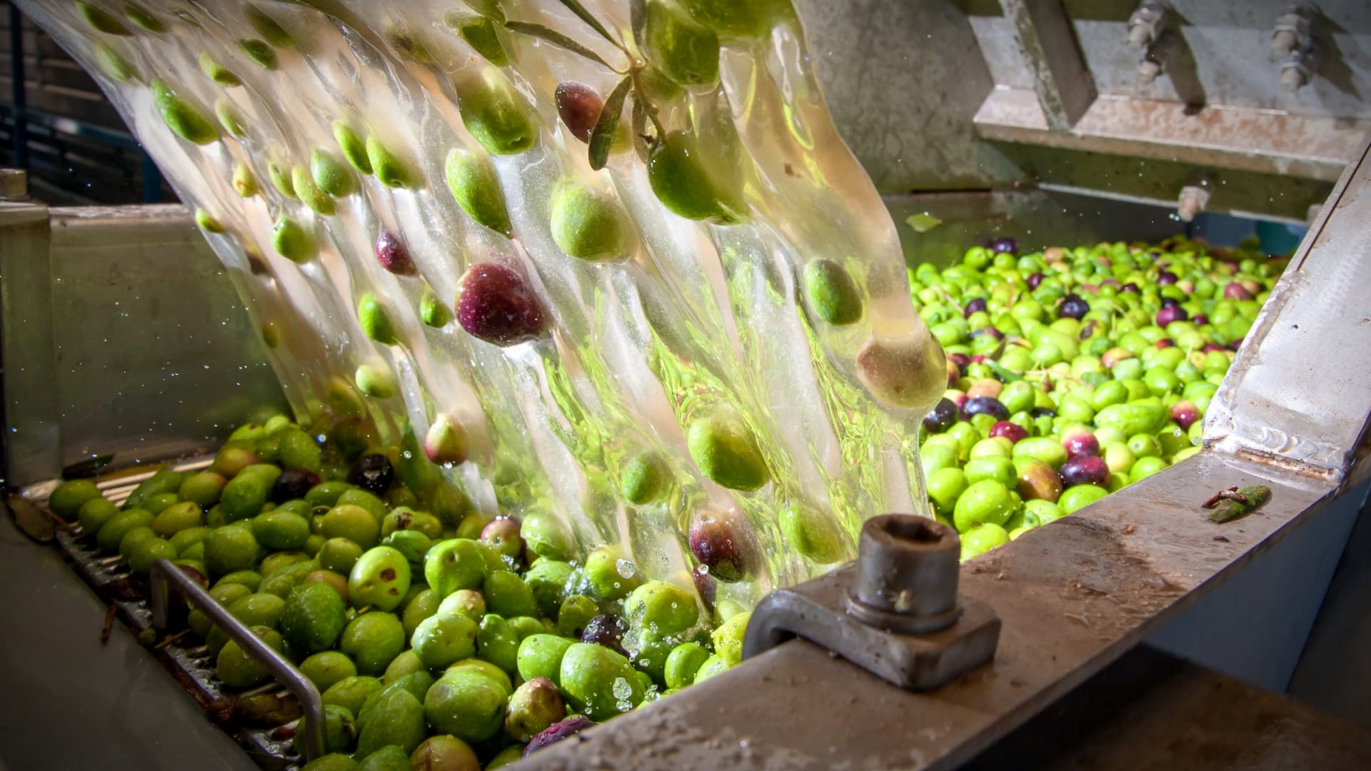 Adding Water During Olive Oil Production Lowers Quality, Researchers Find - Vimarsana News