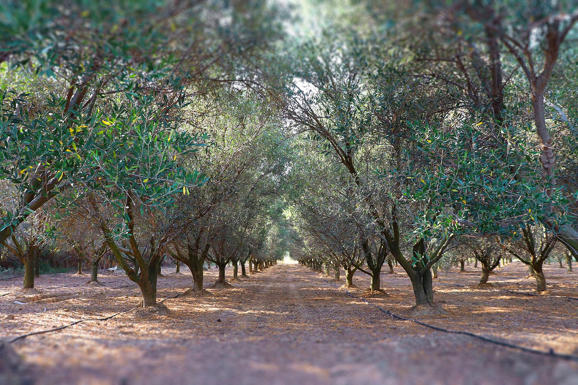 The olive grove of Ktima Olon