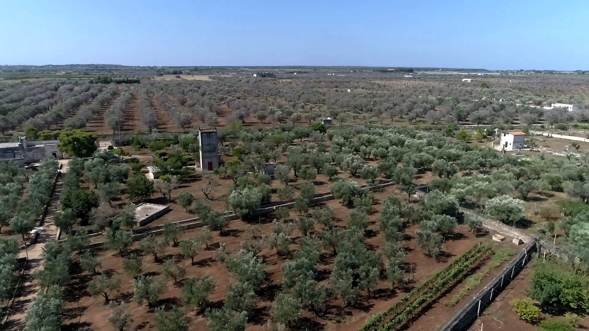 Ein 10 Hektar großer Betrieb in Nardò im Juli 2019. Xylella-infizierte Bäume befinden sich im oberen Teil des Fotos, während behandelte Bäume im unteren Teil zu sehen sind.