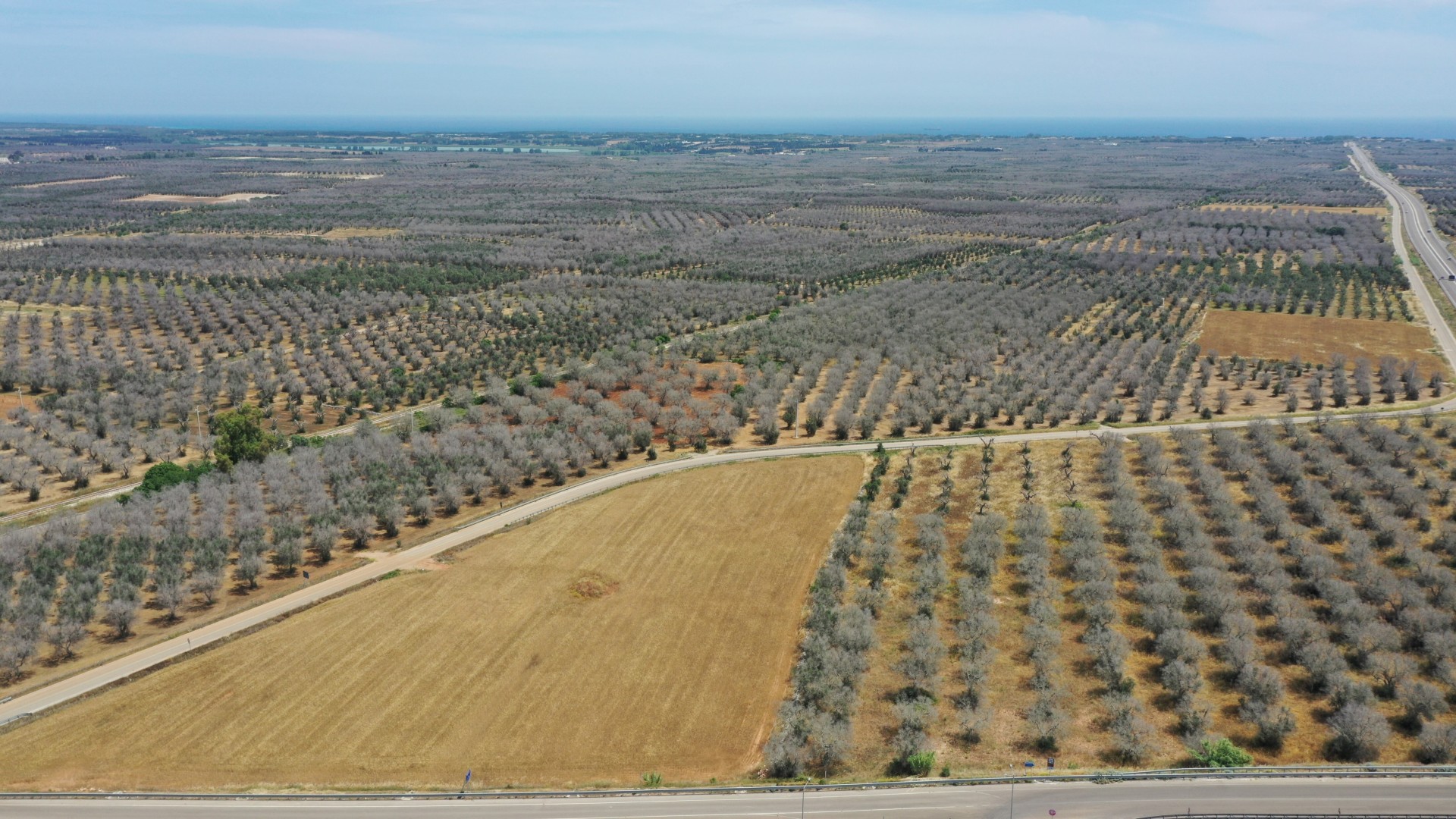 Olivenhaine in der Nähe von Otranto, die im Juni 2022 von Xylella verwüstet wurden