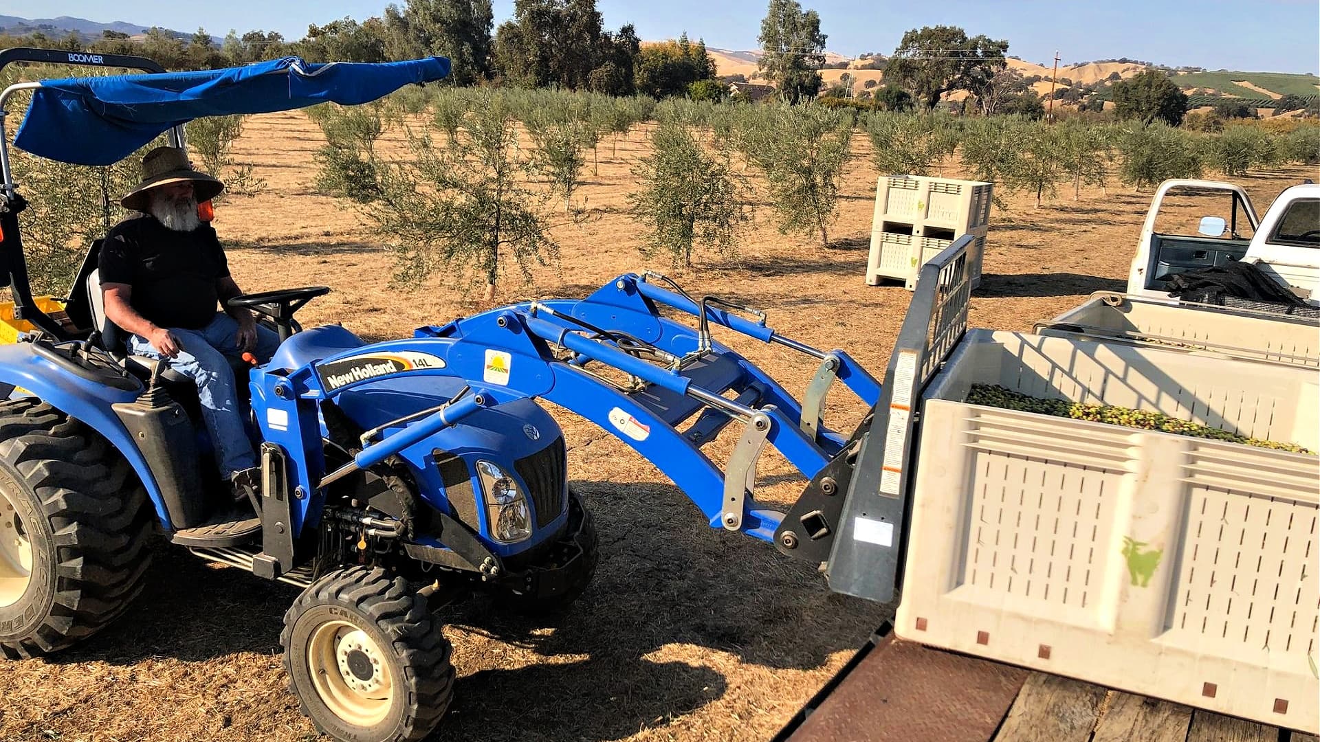 Awards for California Producers Validate High EVOO Standards - Vimarsana News