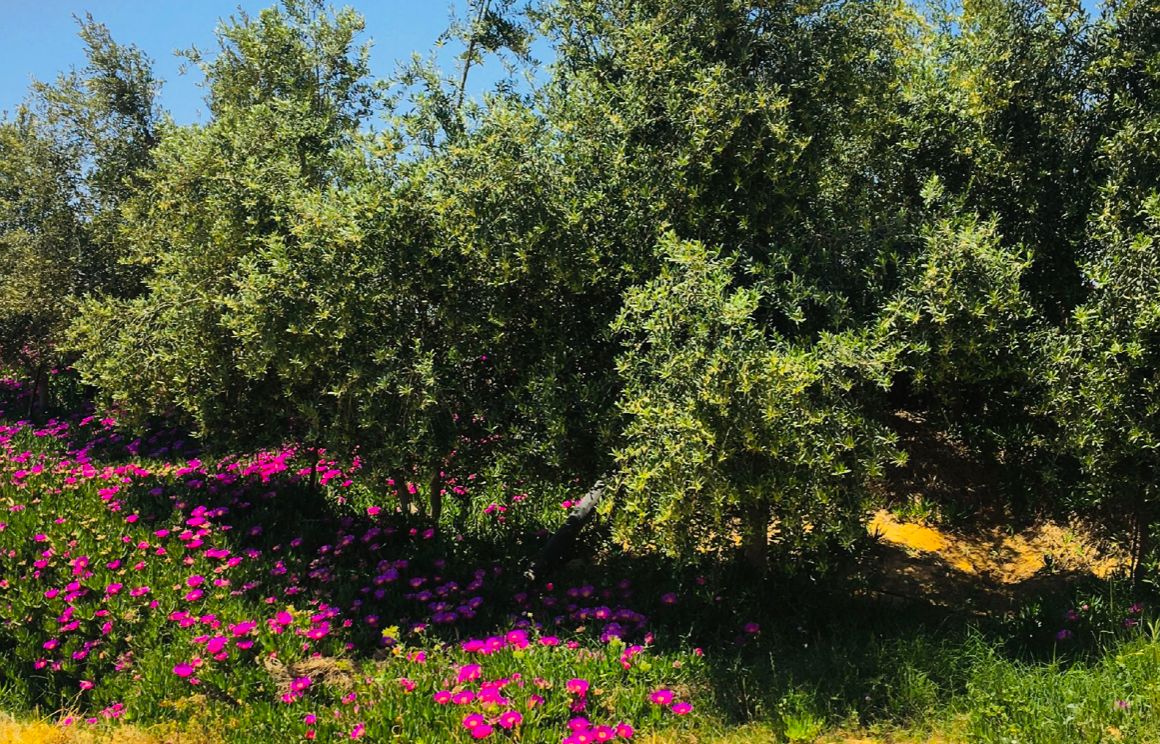 Ελαιώνες της Al Maida Agricultural