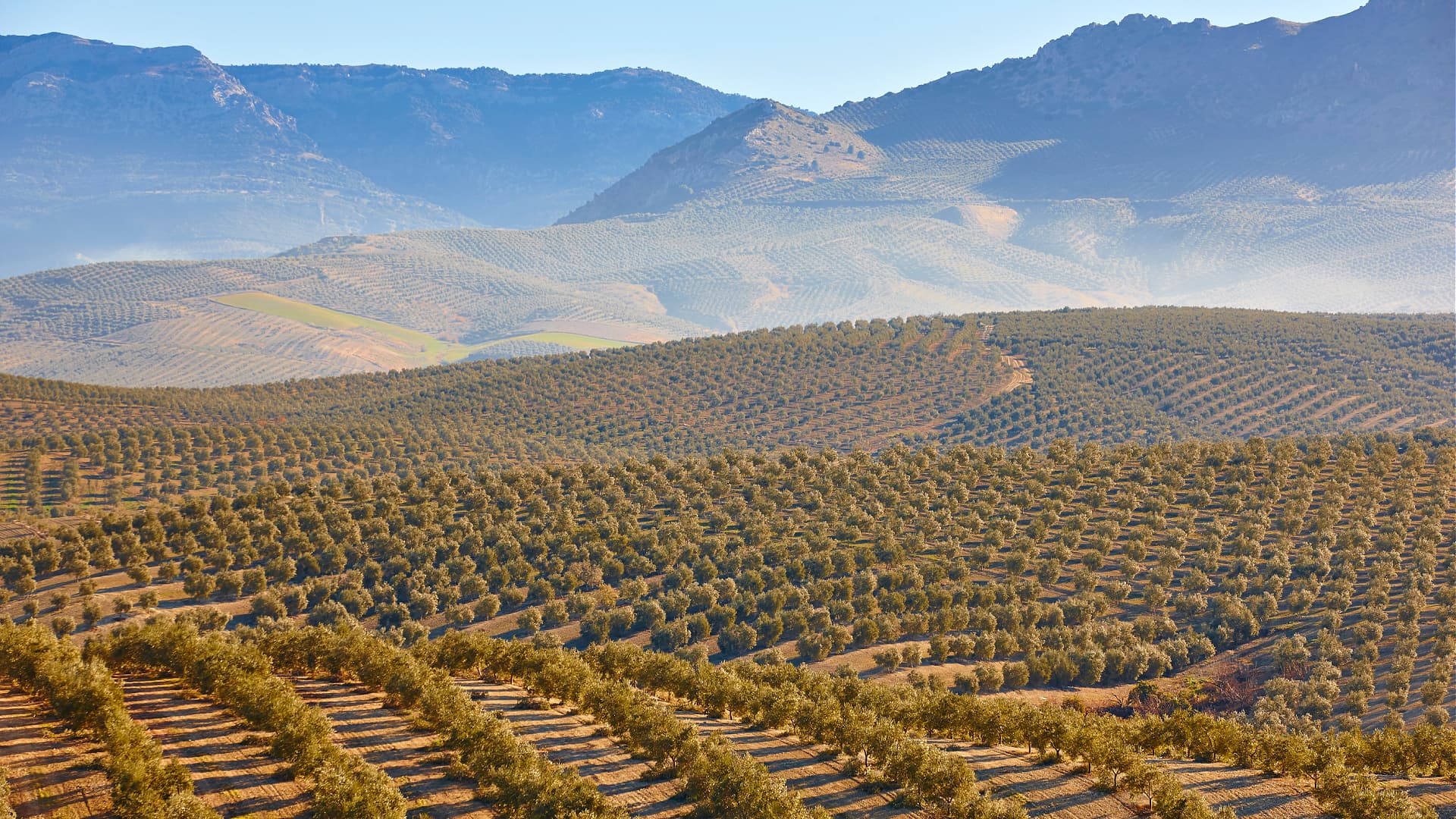 Der Klimawandel beeintrchtigt die Olivenlproduktion in Andalusien | Olive  Oil Times