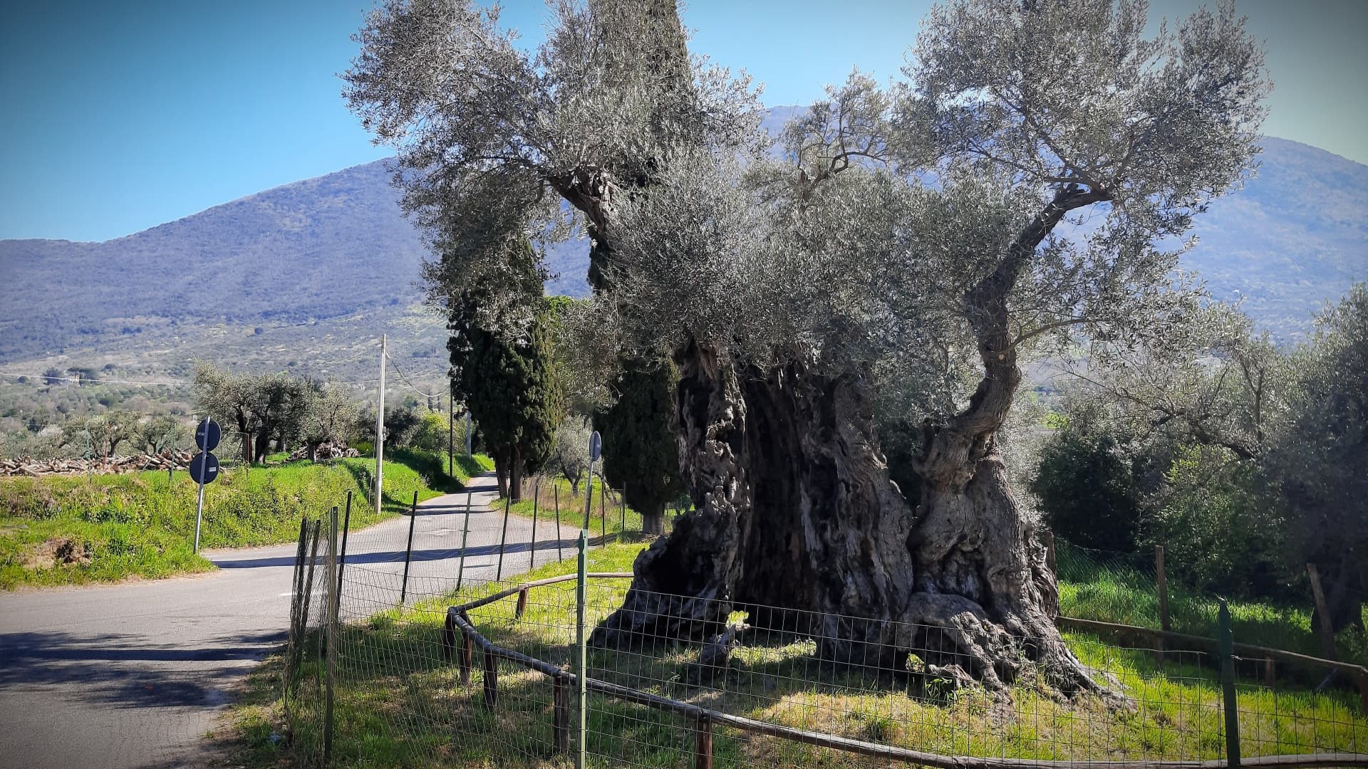 イタリアの千年樹を守る | Olive Oil Times