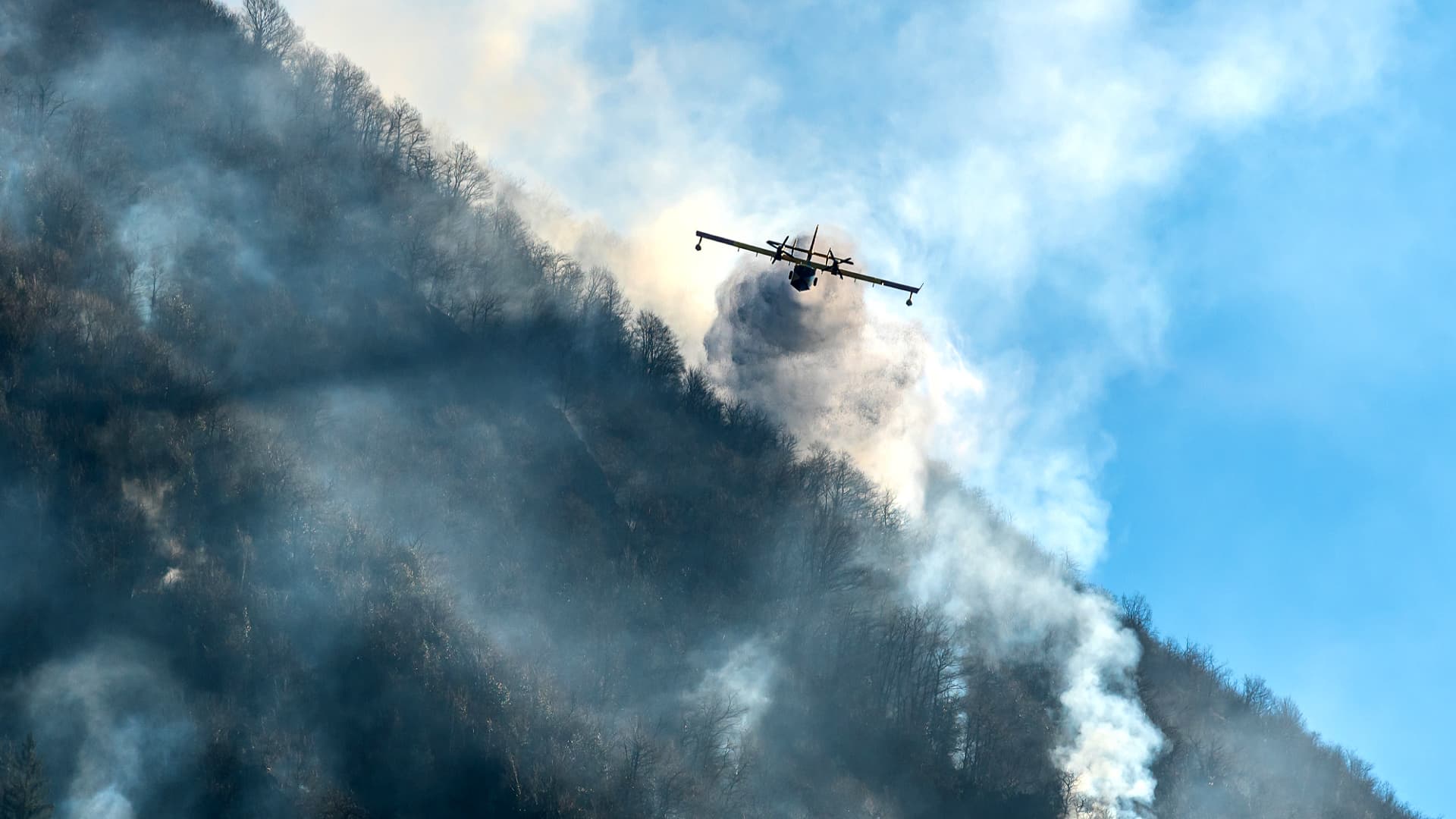Thousands of Olive Trees Destroyed by Wildfires in Tuscany - Vimarsana News